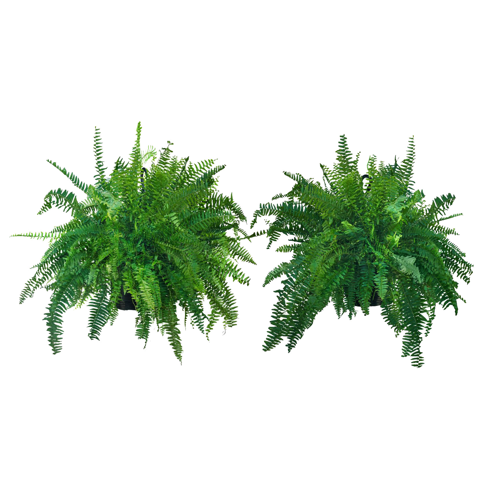 Boston Fern Hanging Baskets - 2 Pack 
