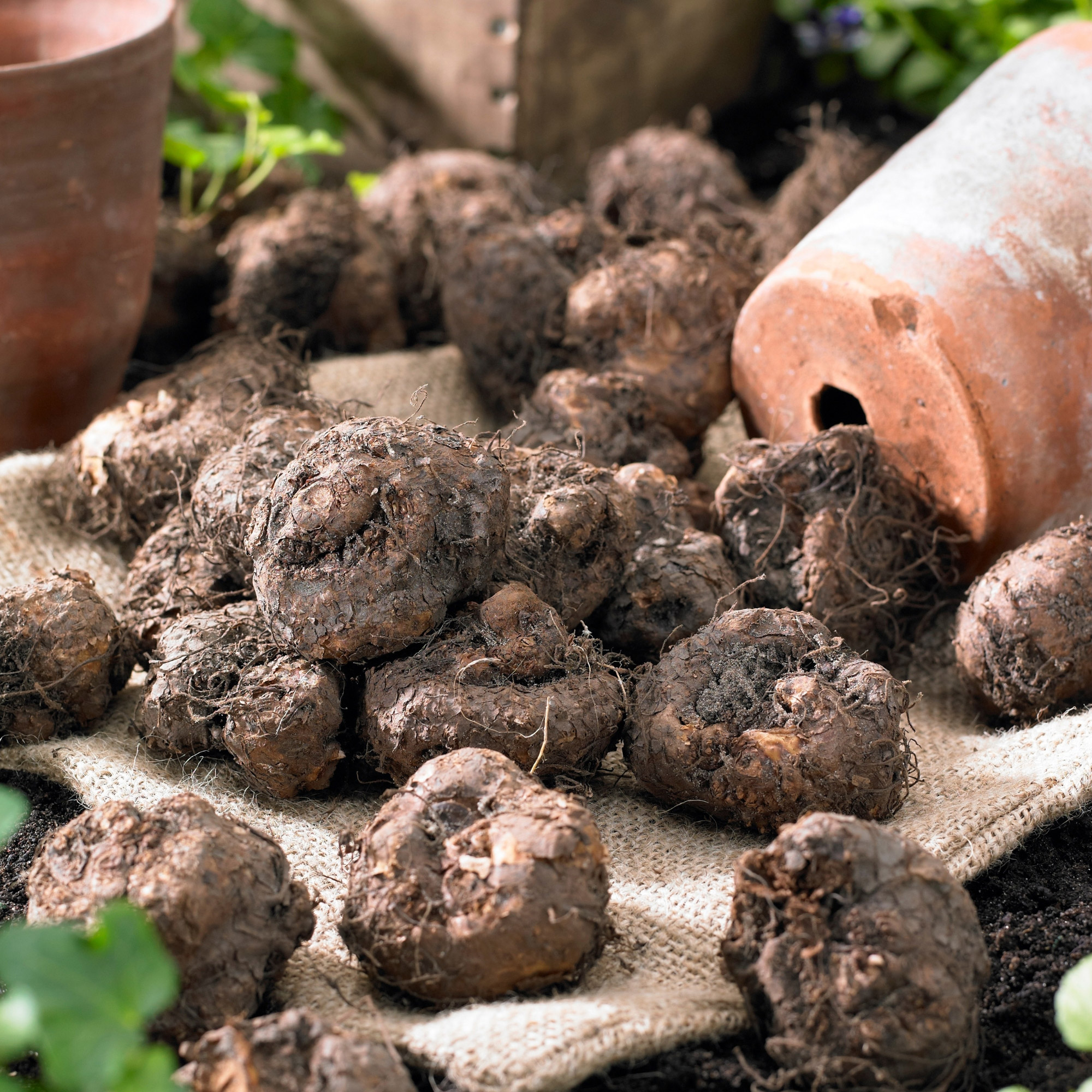 Enlarge Product Preview 6