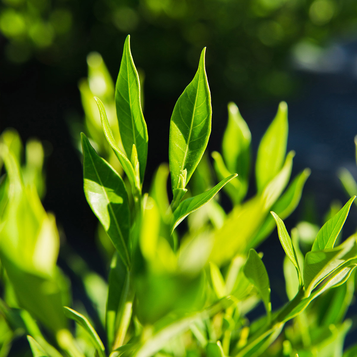 Enlarge Product Preview 4