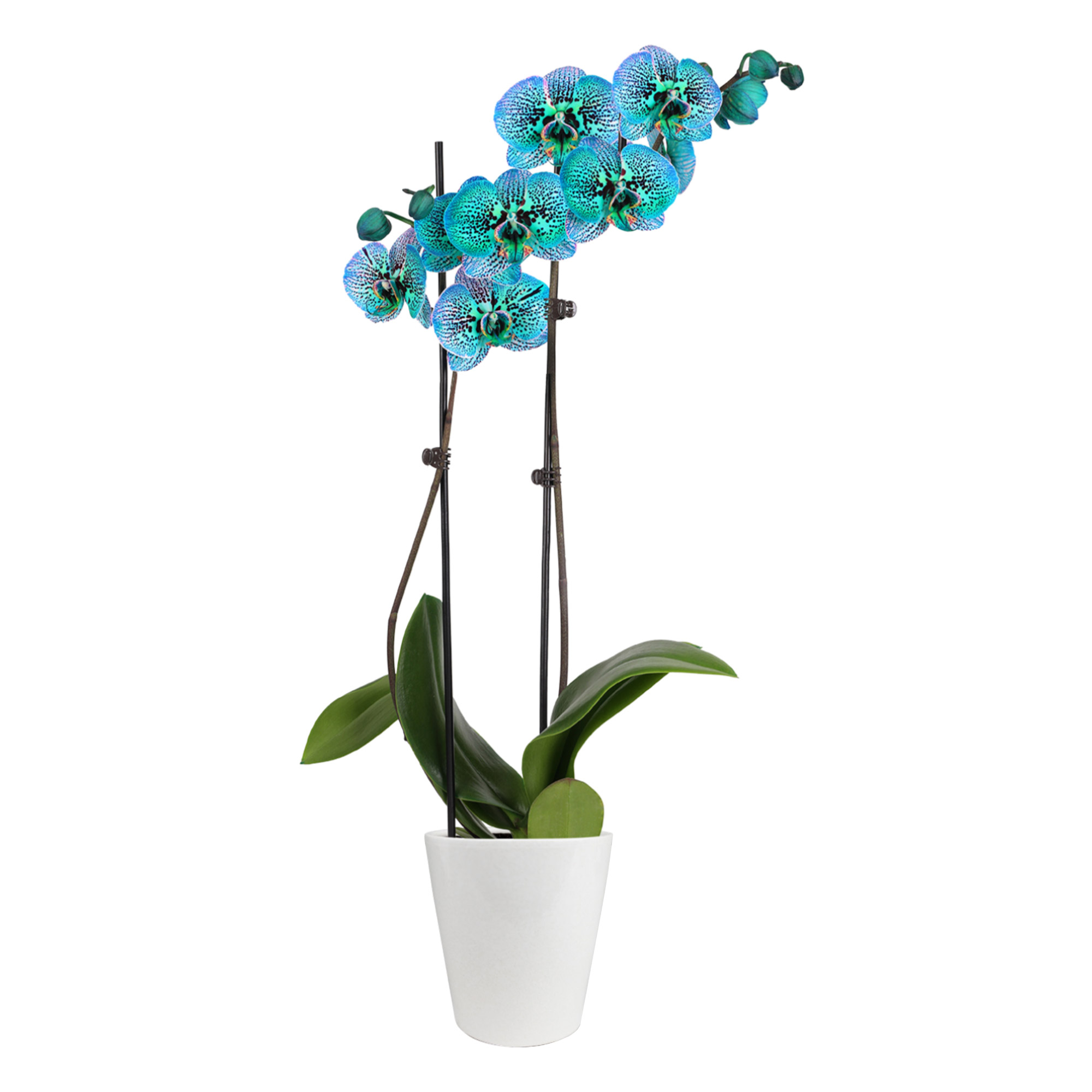 5" Kaleidoscope Orchid in White Quinn Pot