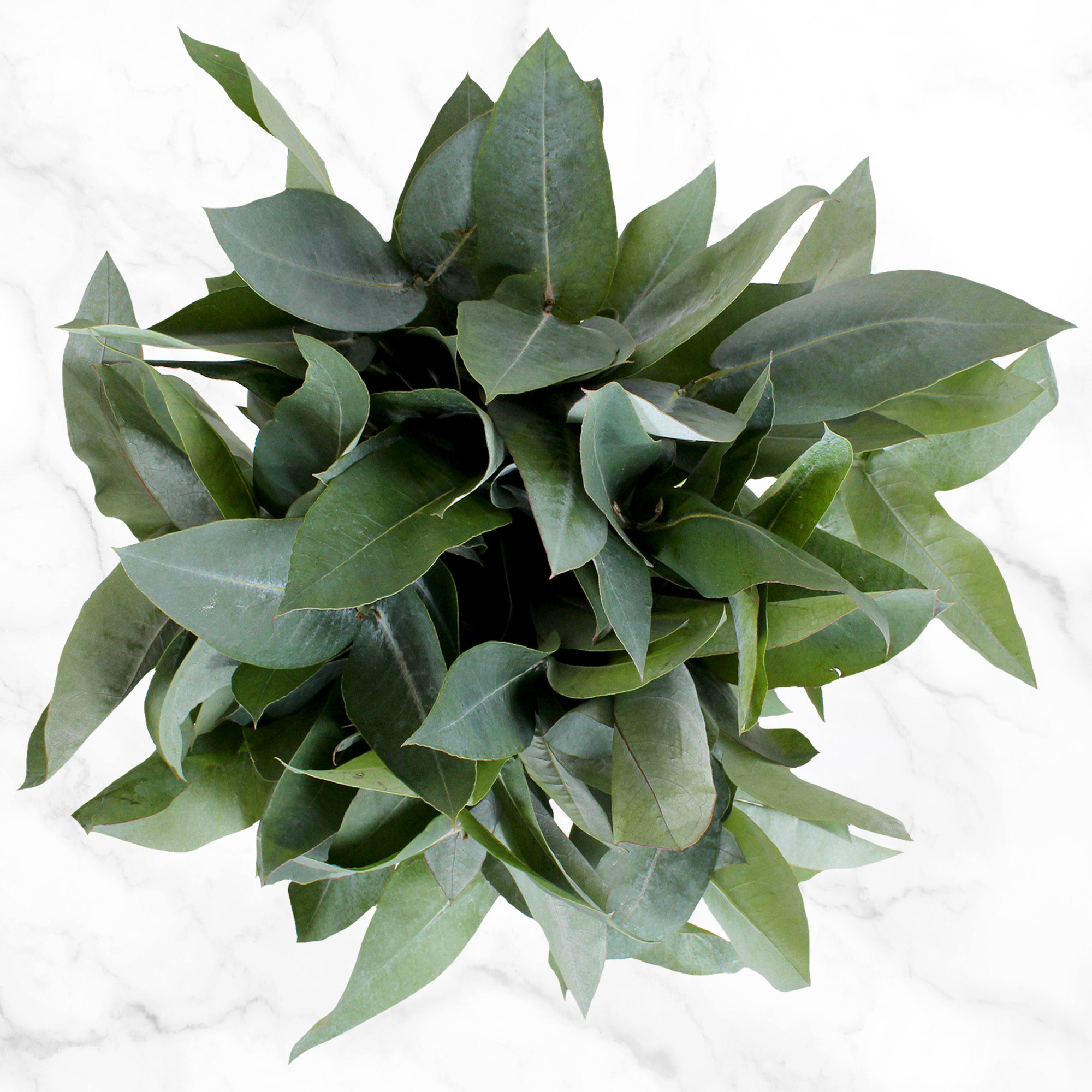 Enlarge Product Preview 3