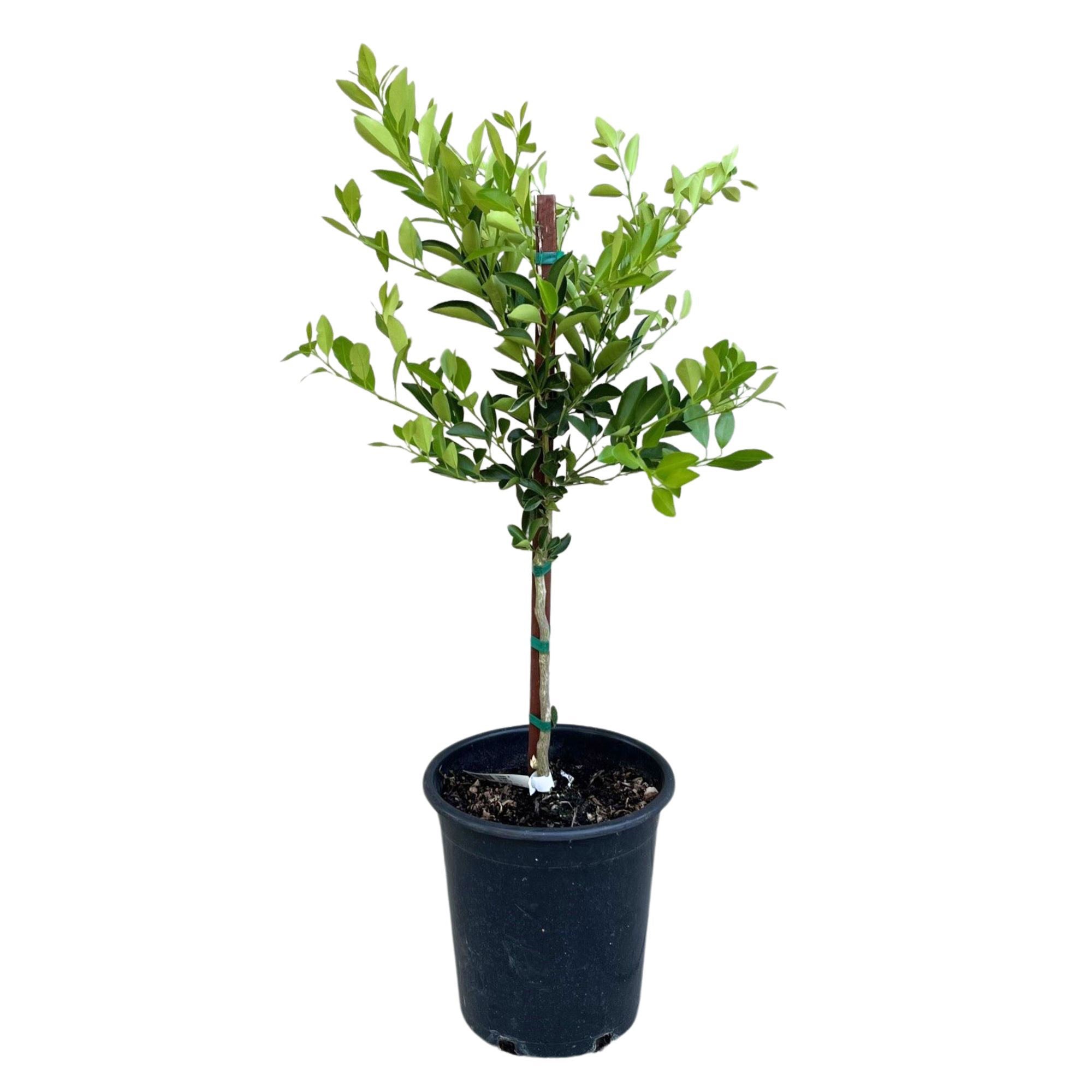 fiddle fig leaf tree Fiddle Leaf Fig Tree for Sale