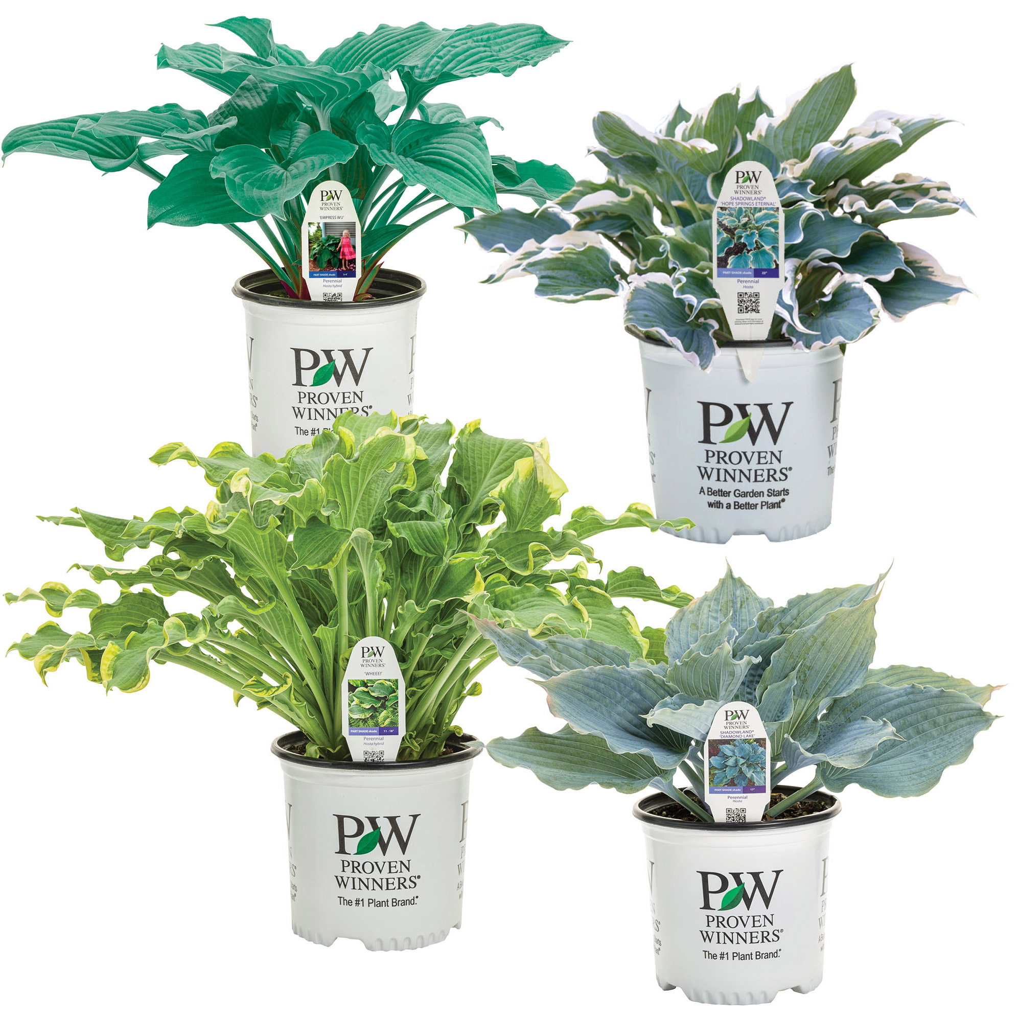 Proven Winner Potted Hosta Collection