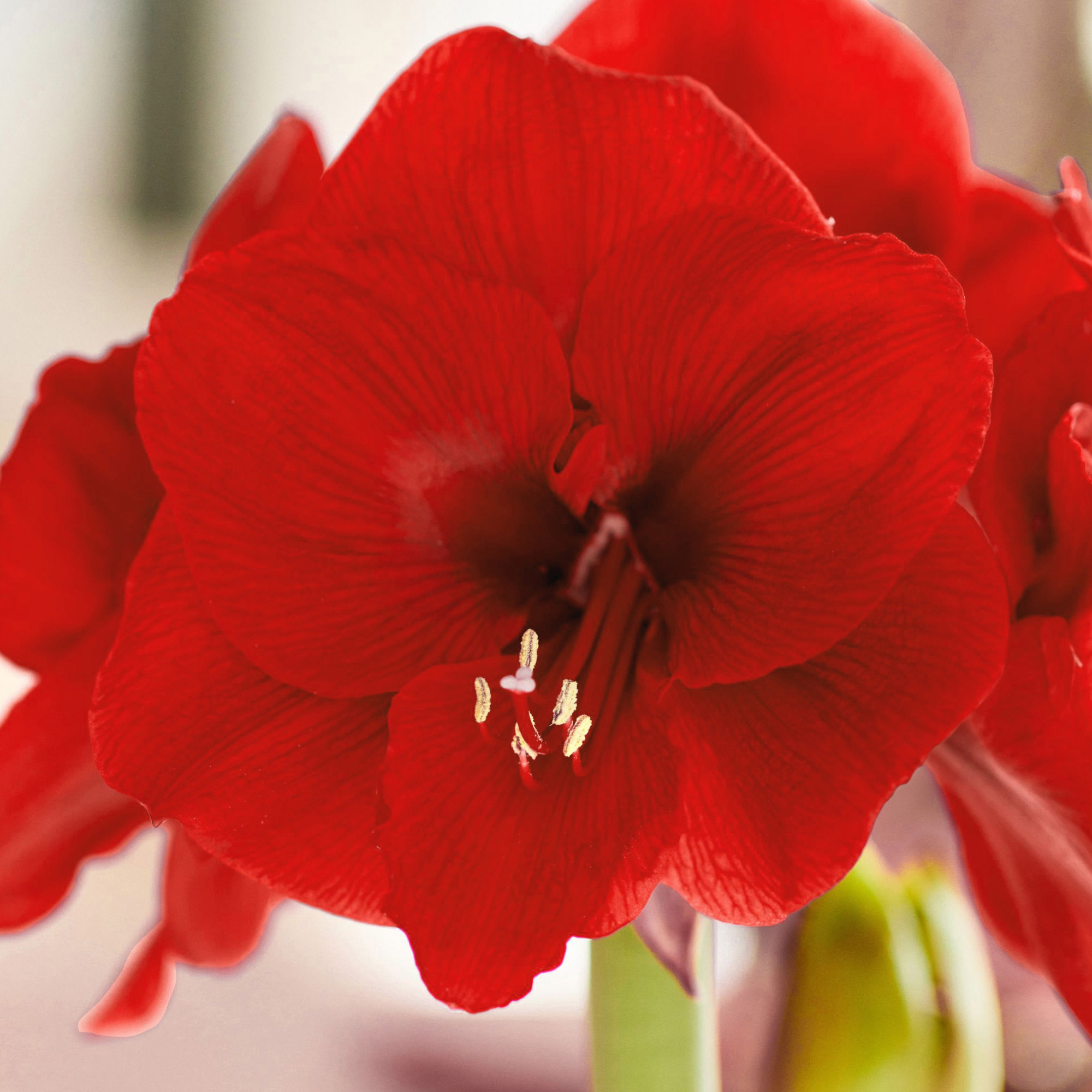 Enlarge Product Preview 2 Successfully Enriched by automation Job.