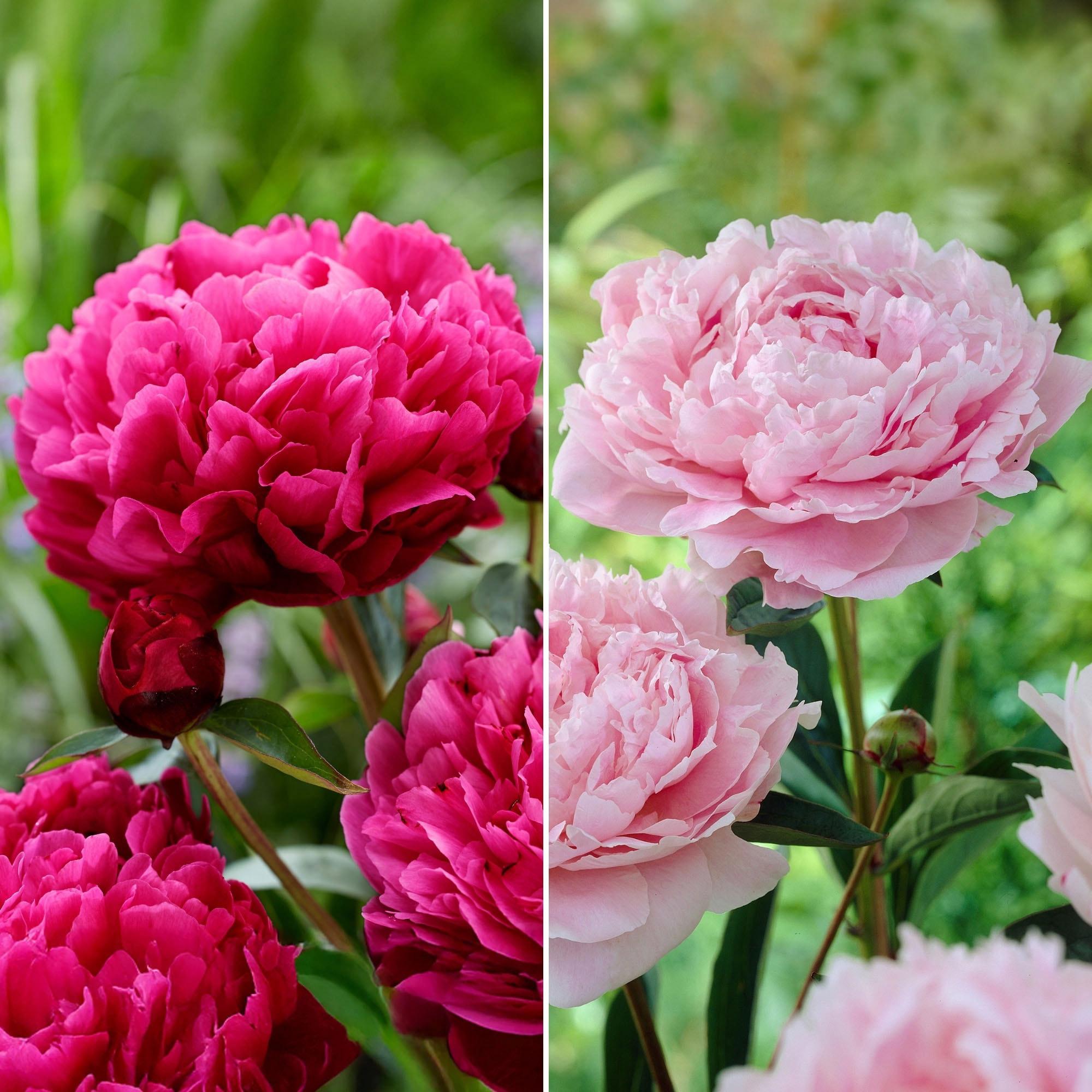 Enlarge Product Preview 3