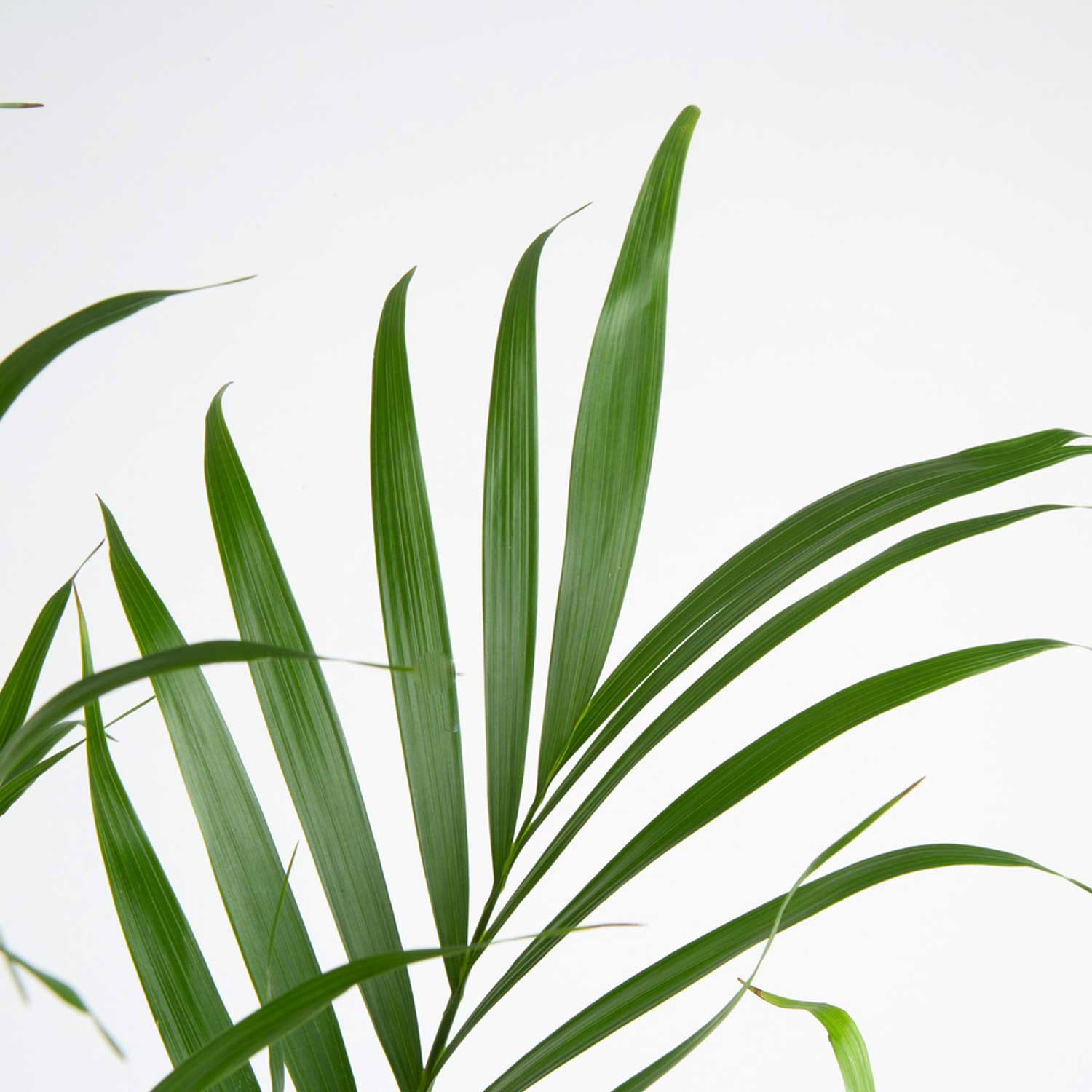 Enlarge Product Preview 3 Successfully Enriched by automation Job.