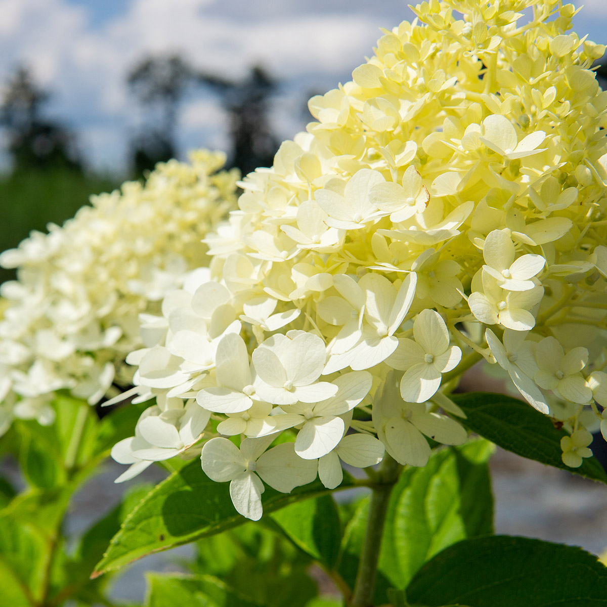 Enlarge Product Preview 2