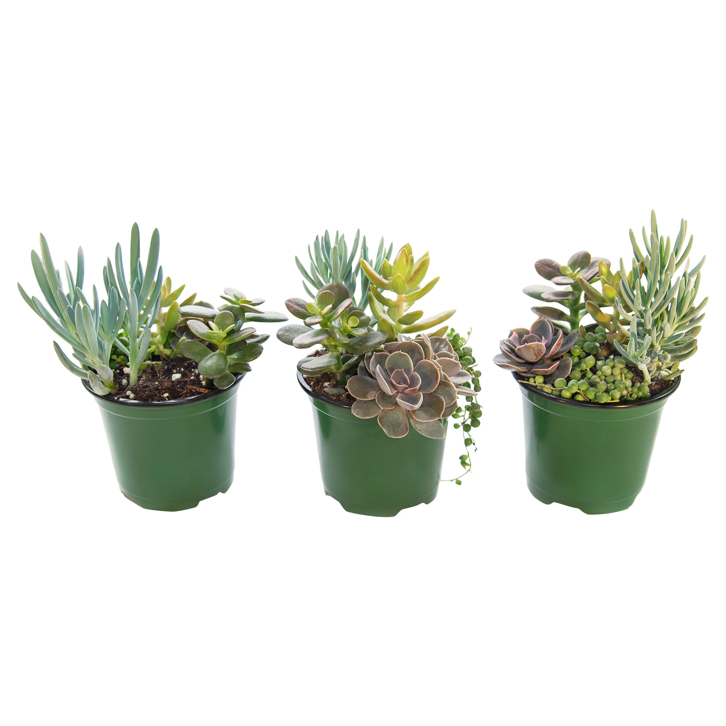 indoor pot plant pots Oaxaca Terracotta Planters  Clay Imports
