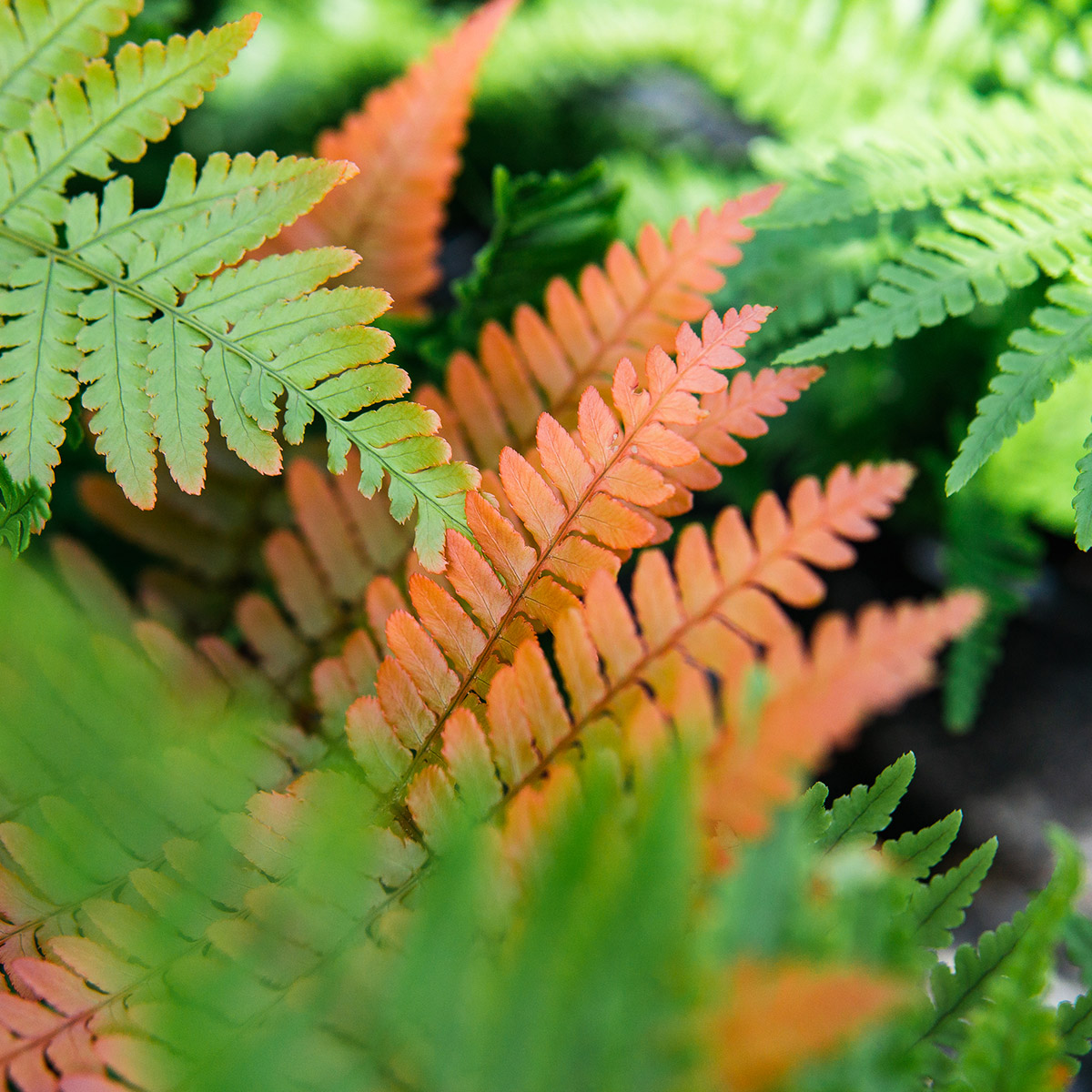 Enlarge Product Preview 5