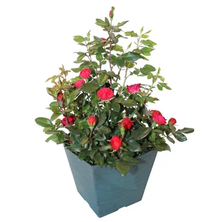 8” Deco Pot Petite Knock Out Rose, Blue