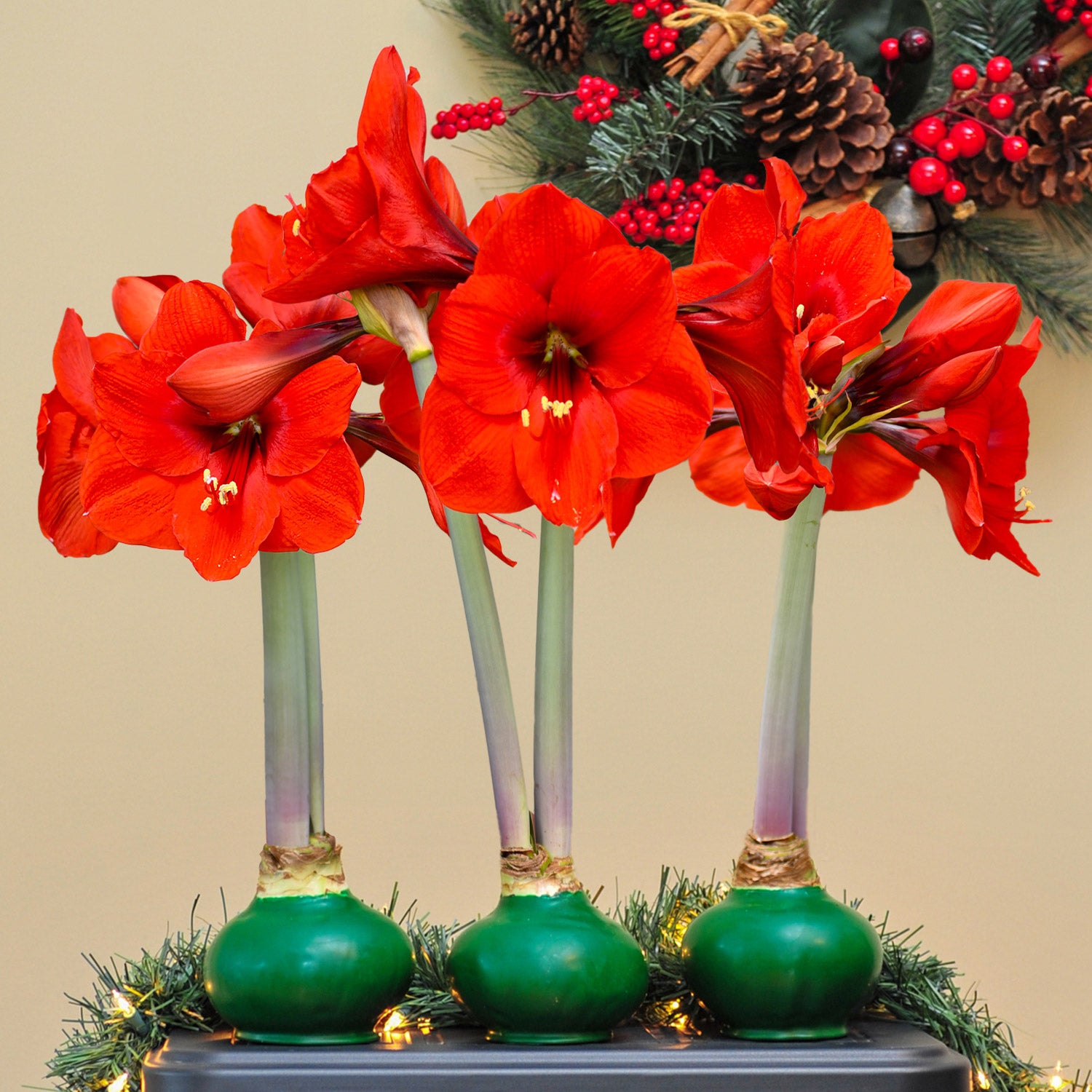 Bloomaker Waxed Amaryllis Trio, No Water Needed | Costco