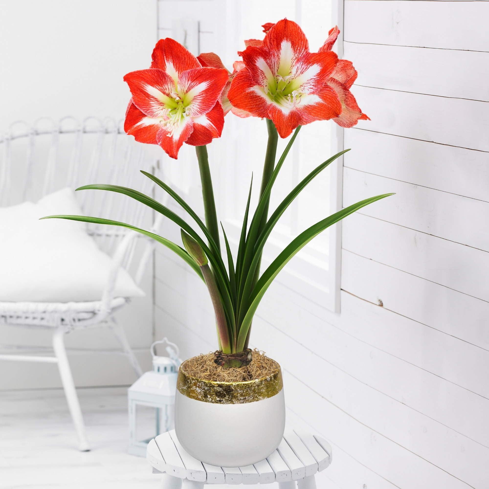 Pressure Vessels Bud Light Christmas Sweater Benjamin Moore Super