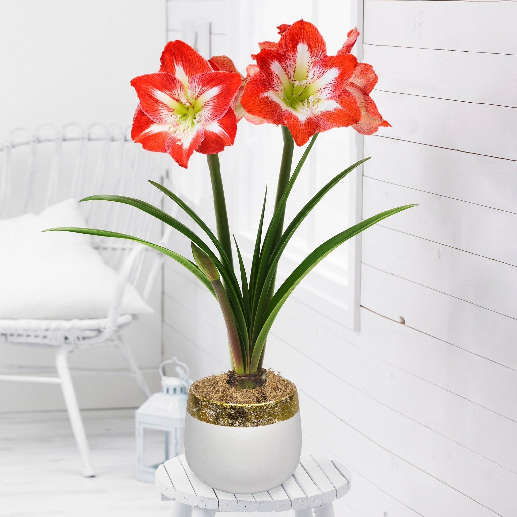 Longfield Gardens Amaryllis Minerva White with Gold Ceramic, 1