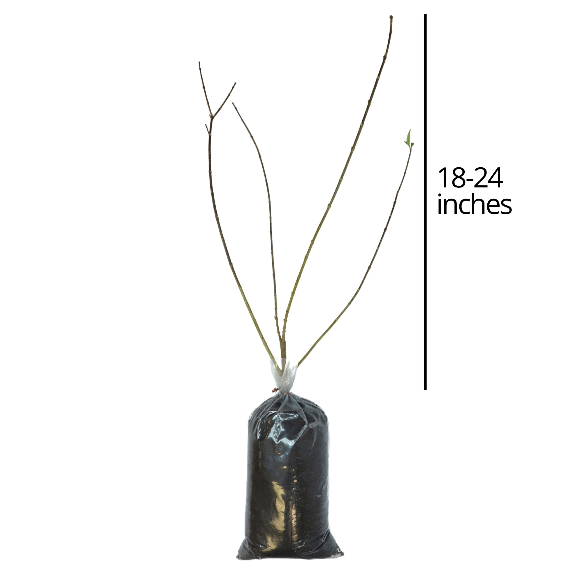 Enlarge Product Preview 4