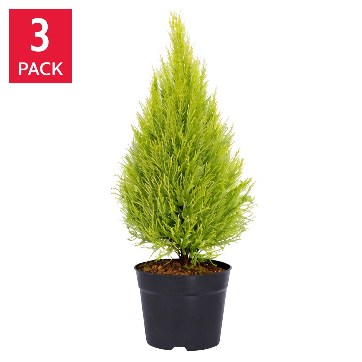Lemon Cypress 'Goldcrest', 3-pack | Costco