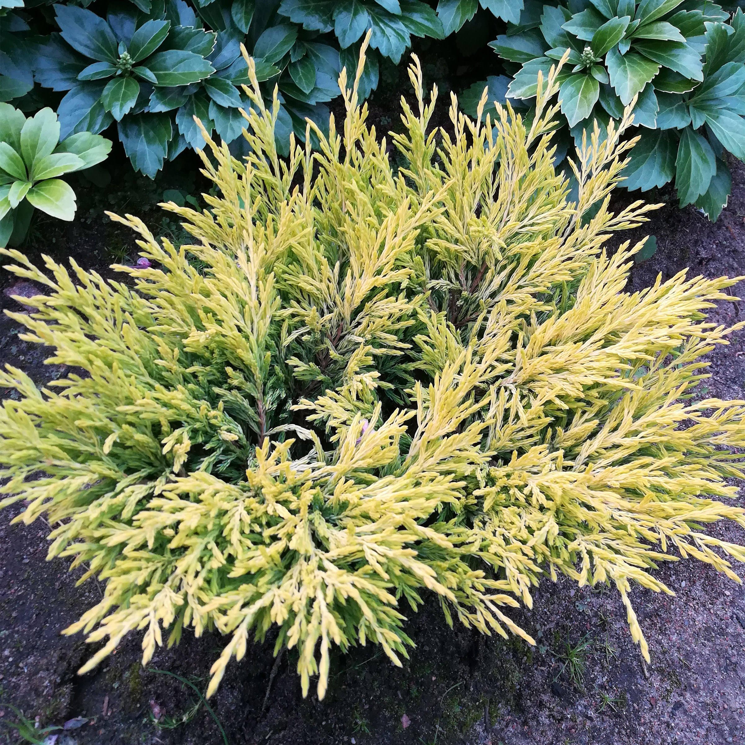 Enlarge Product Preview 2