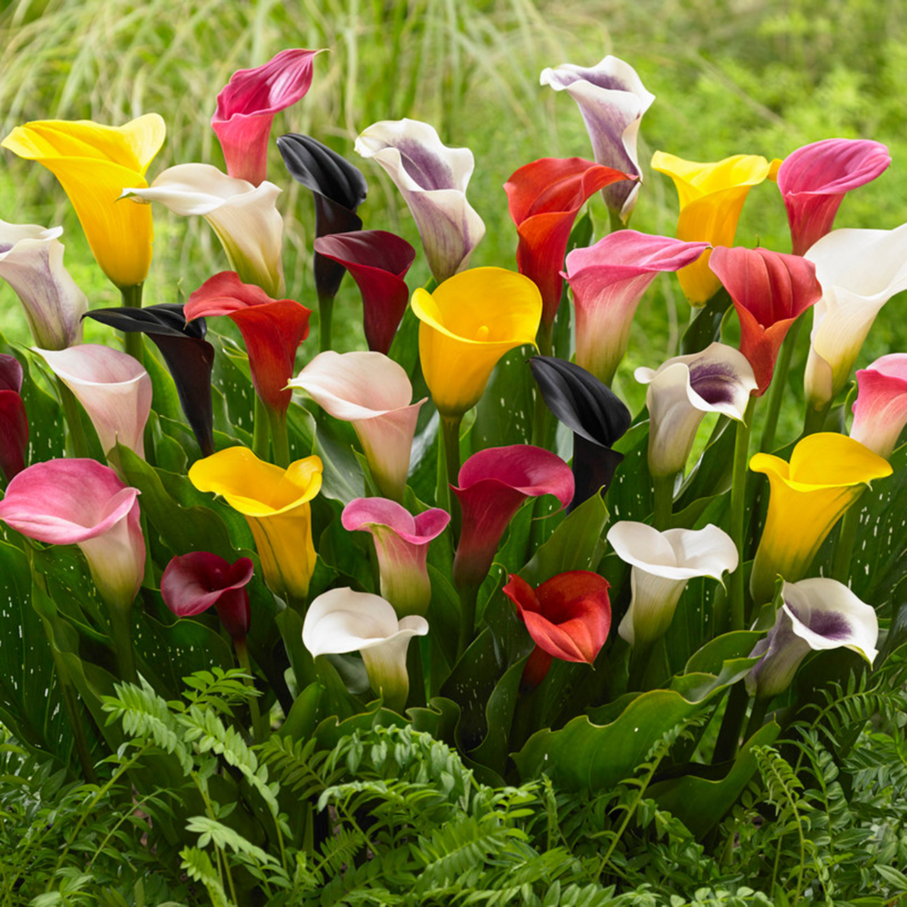 Van Zyverden Lily Bulbs | Costco