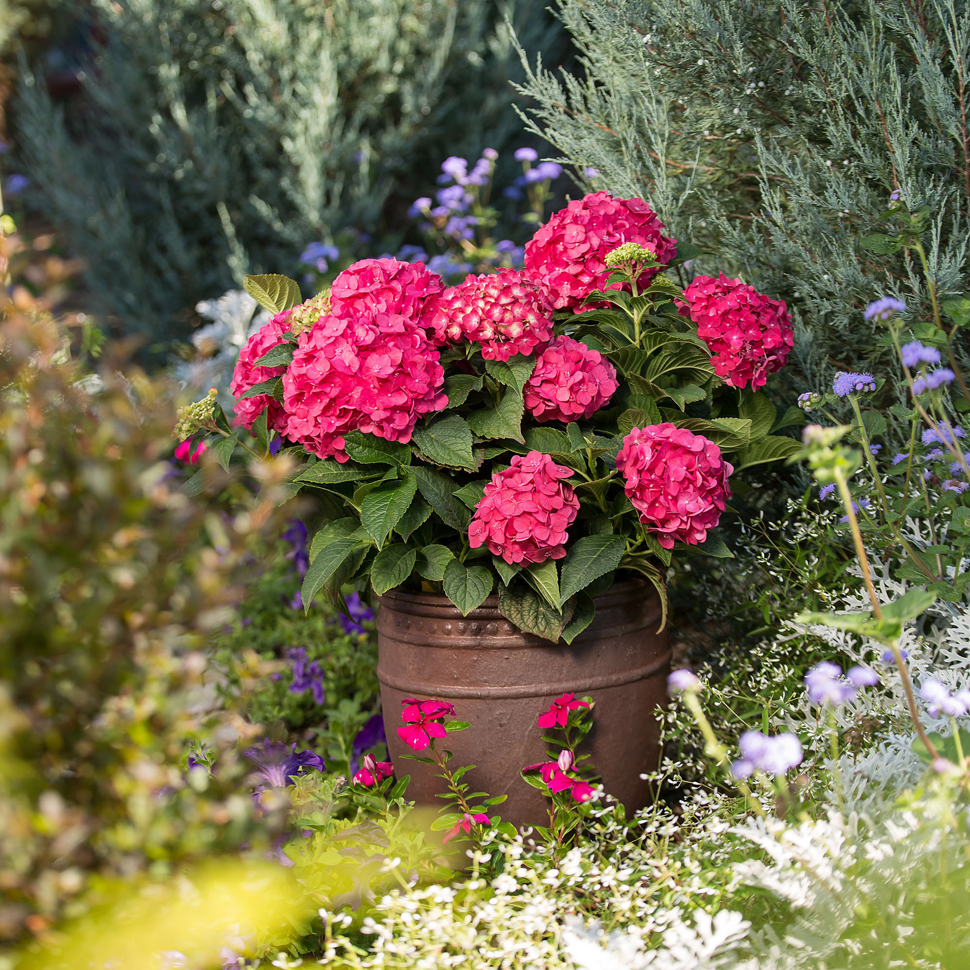Longfield Gardens Pink/Red Hydrangea's | Costco