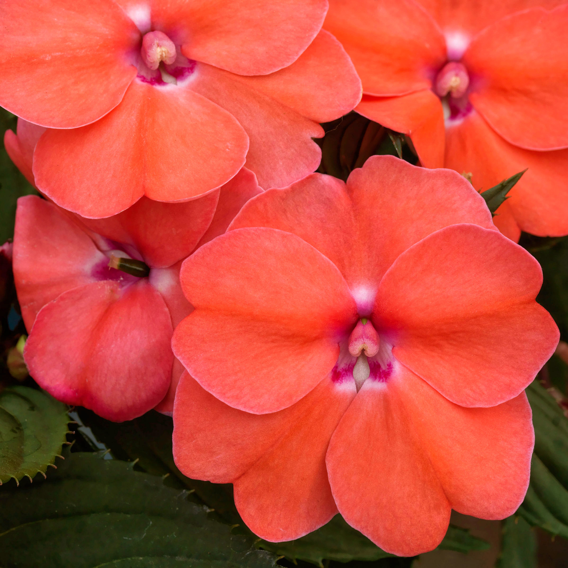 Enlarge Product Preview 6