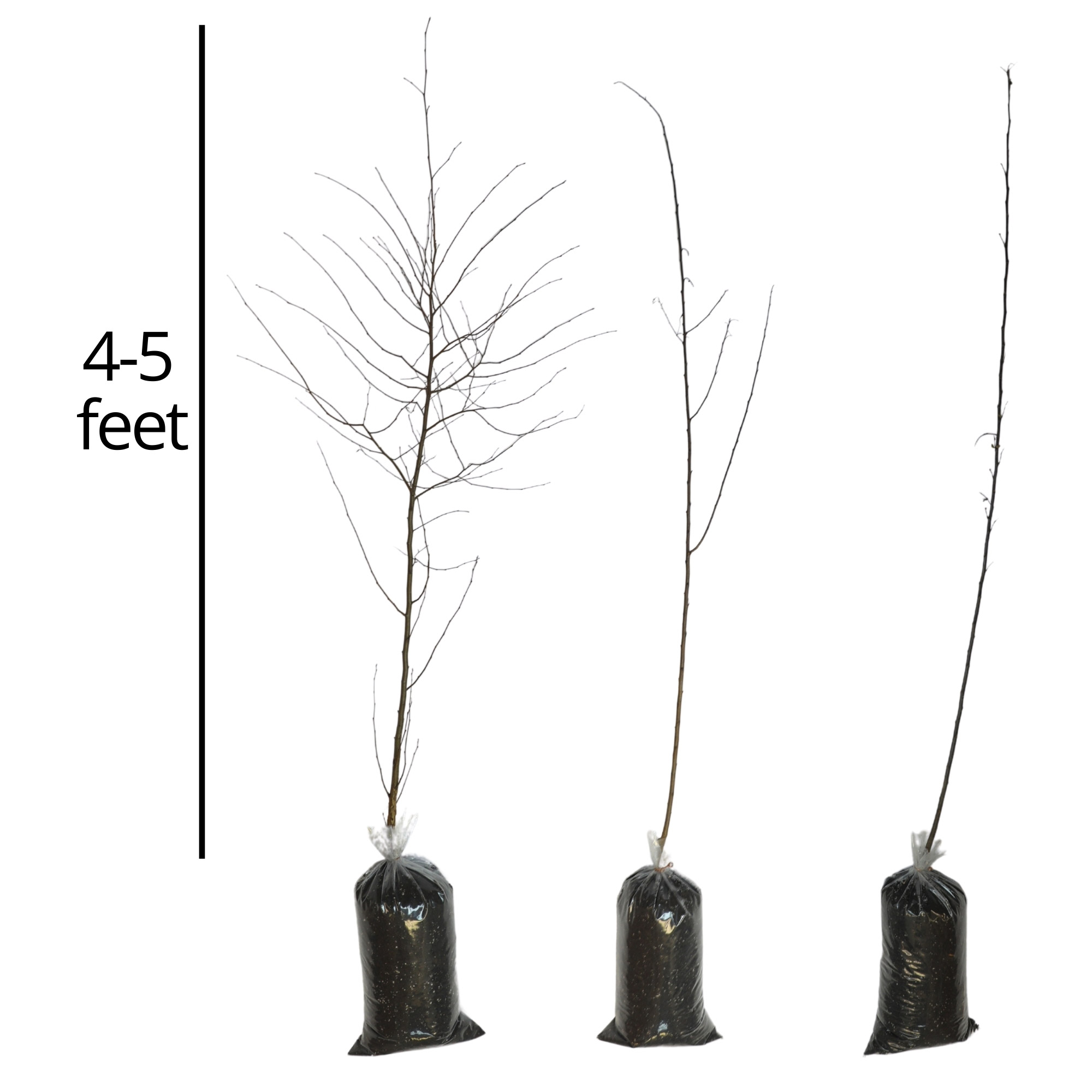 Enlarge Product Preview 8