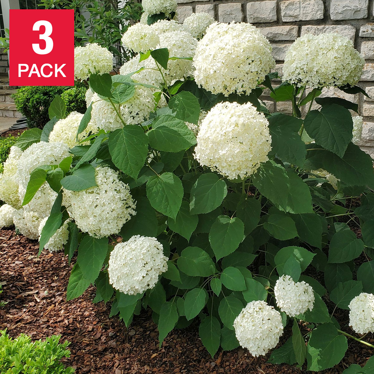 Enlarge Product Preview 2 Successfully Enriched by automation Job.