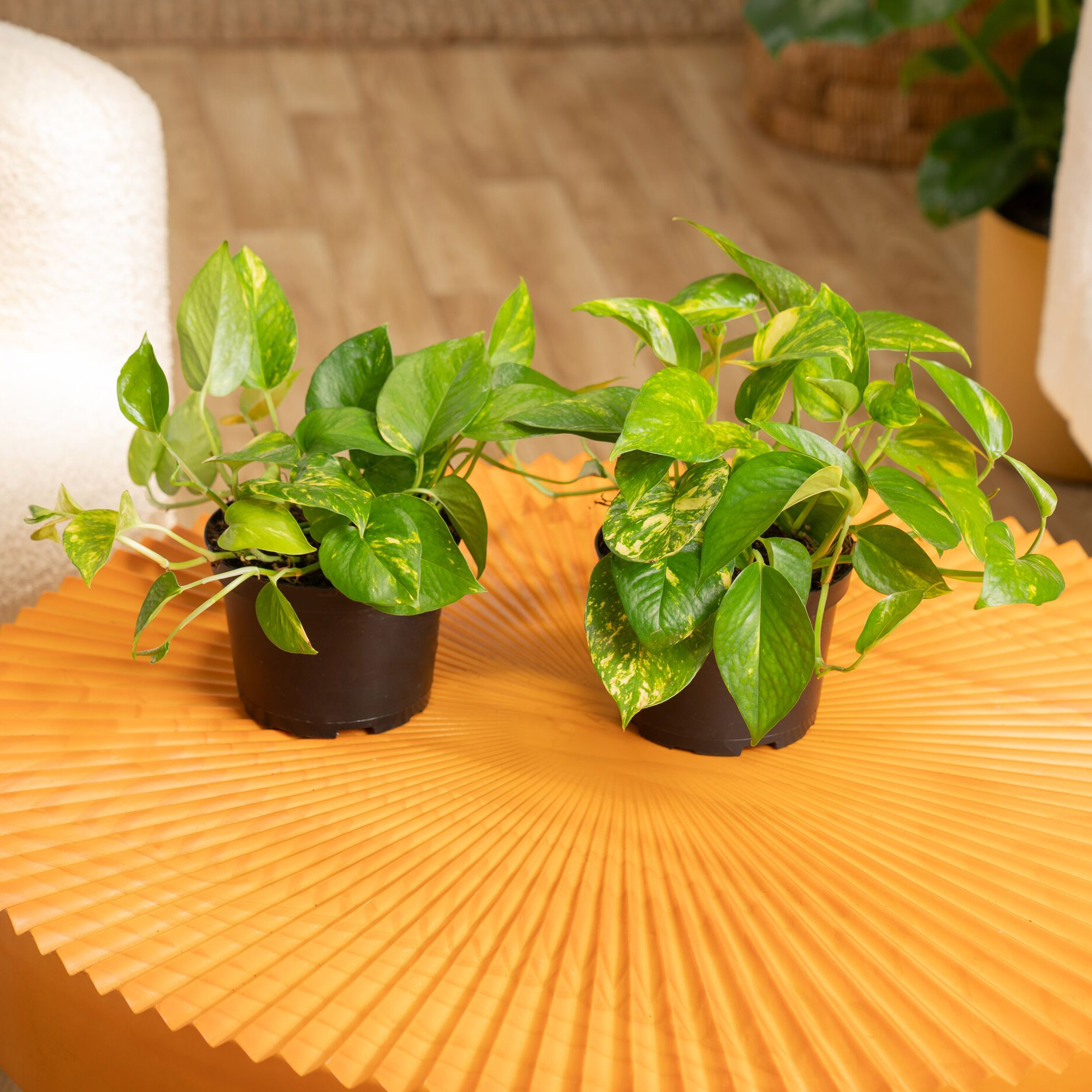 Licca Pothos barberianus 黒タイプ 他計4点 Licca様専用 Pothos