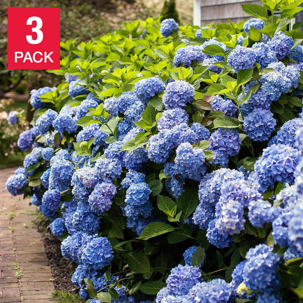 Hydrangea4937　0502 指定07 Hydrangea4937 0502 指定07 Hydrangea4937 0502 指定07