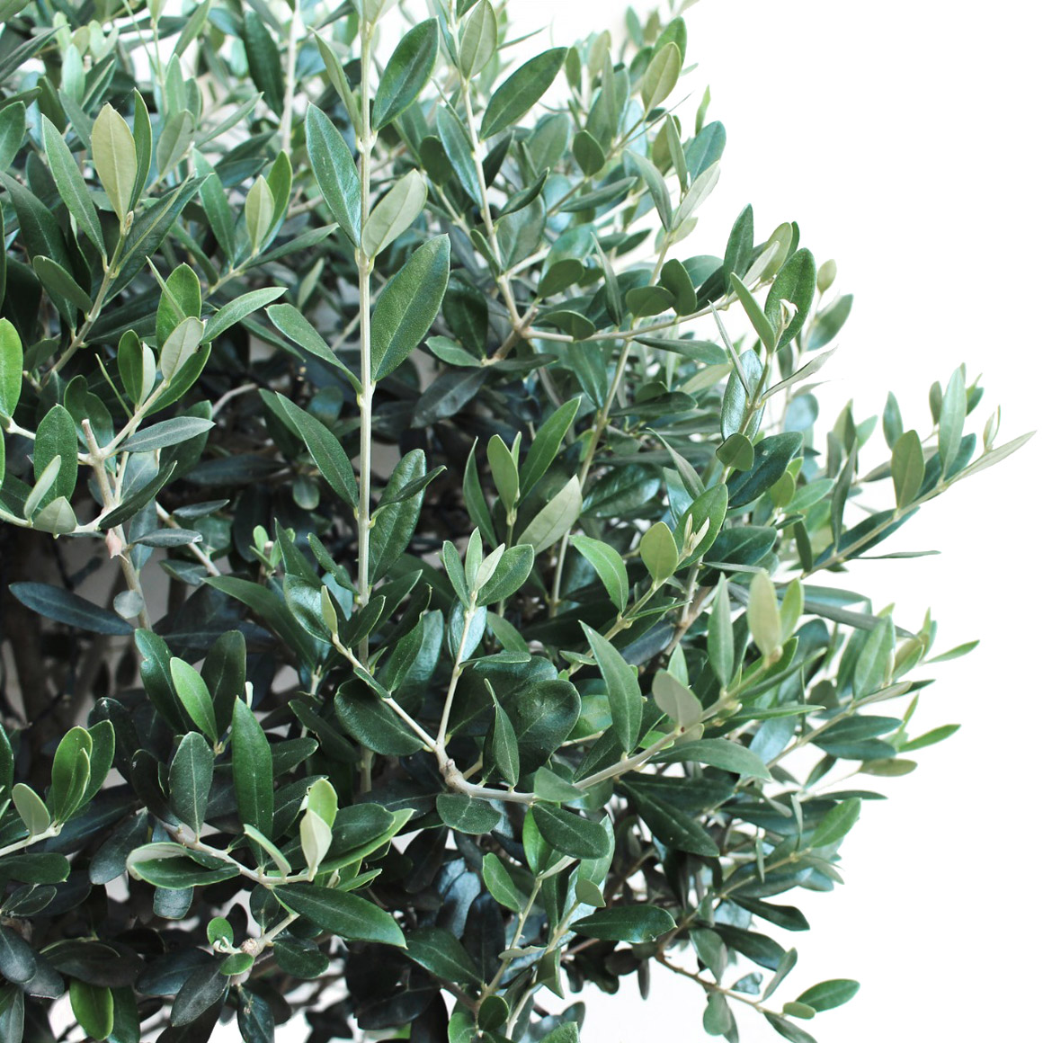 Enlarge Product Preview 4