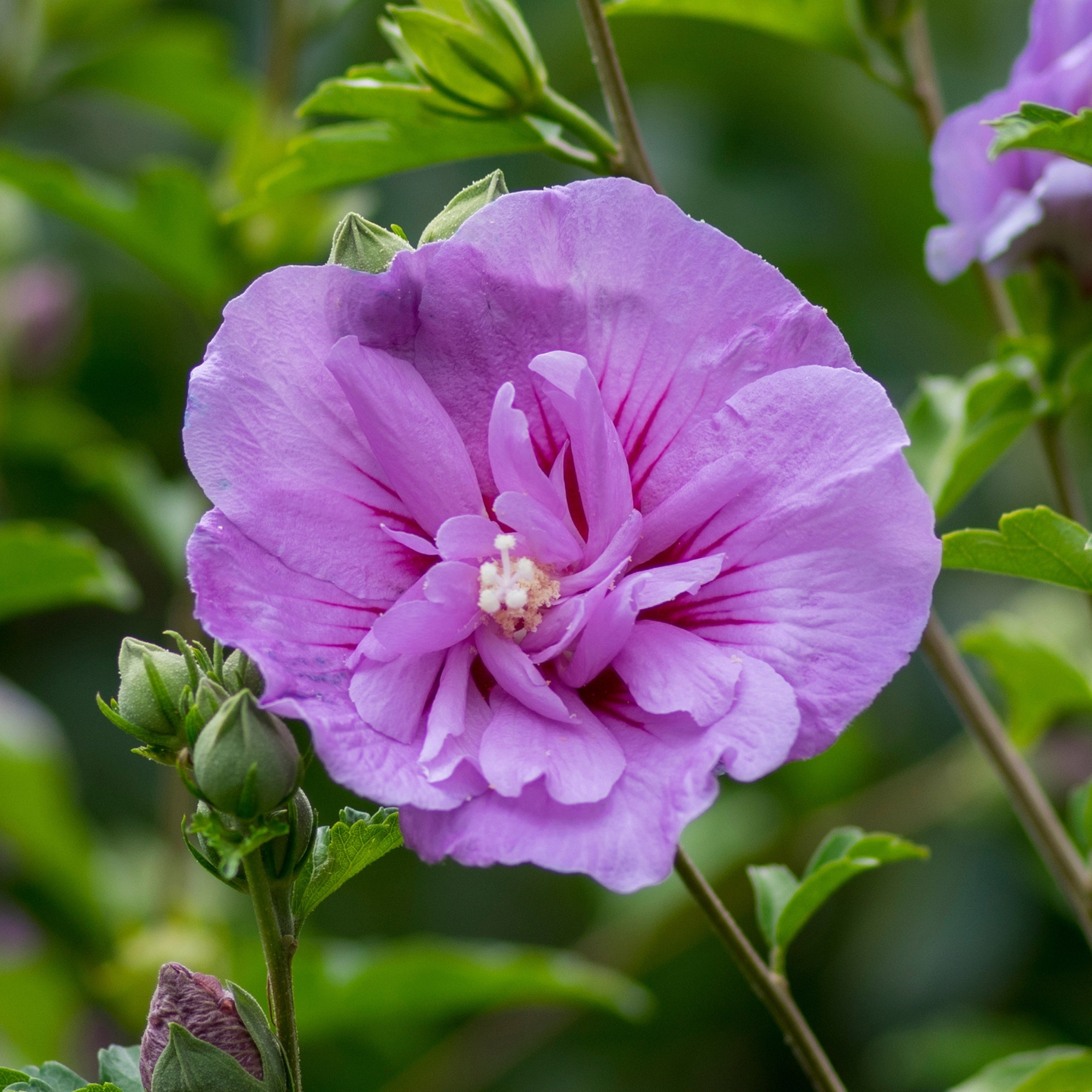 Hibiscus 'Ardens' Double Violet Althea Flowering Shrub, 3 or 5 Pack, 18-24  Bareroot | Costco
