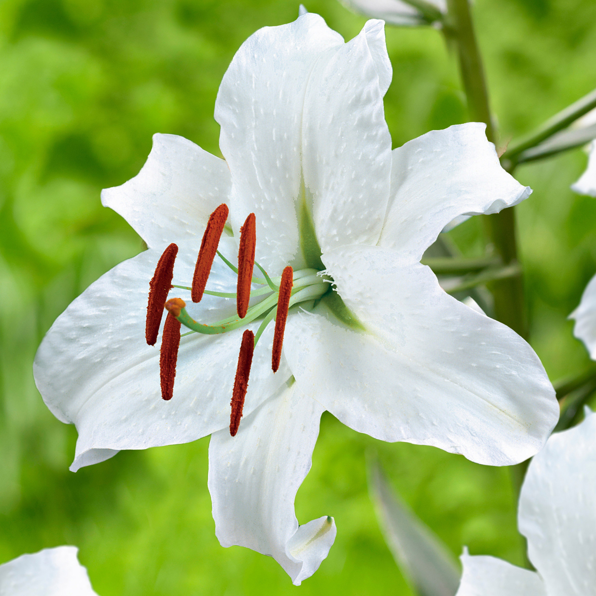 邦楽 LILLY 100509209-847_oriental_1.jpg?