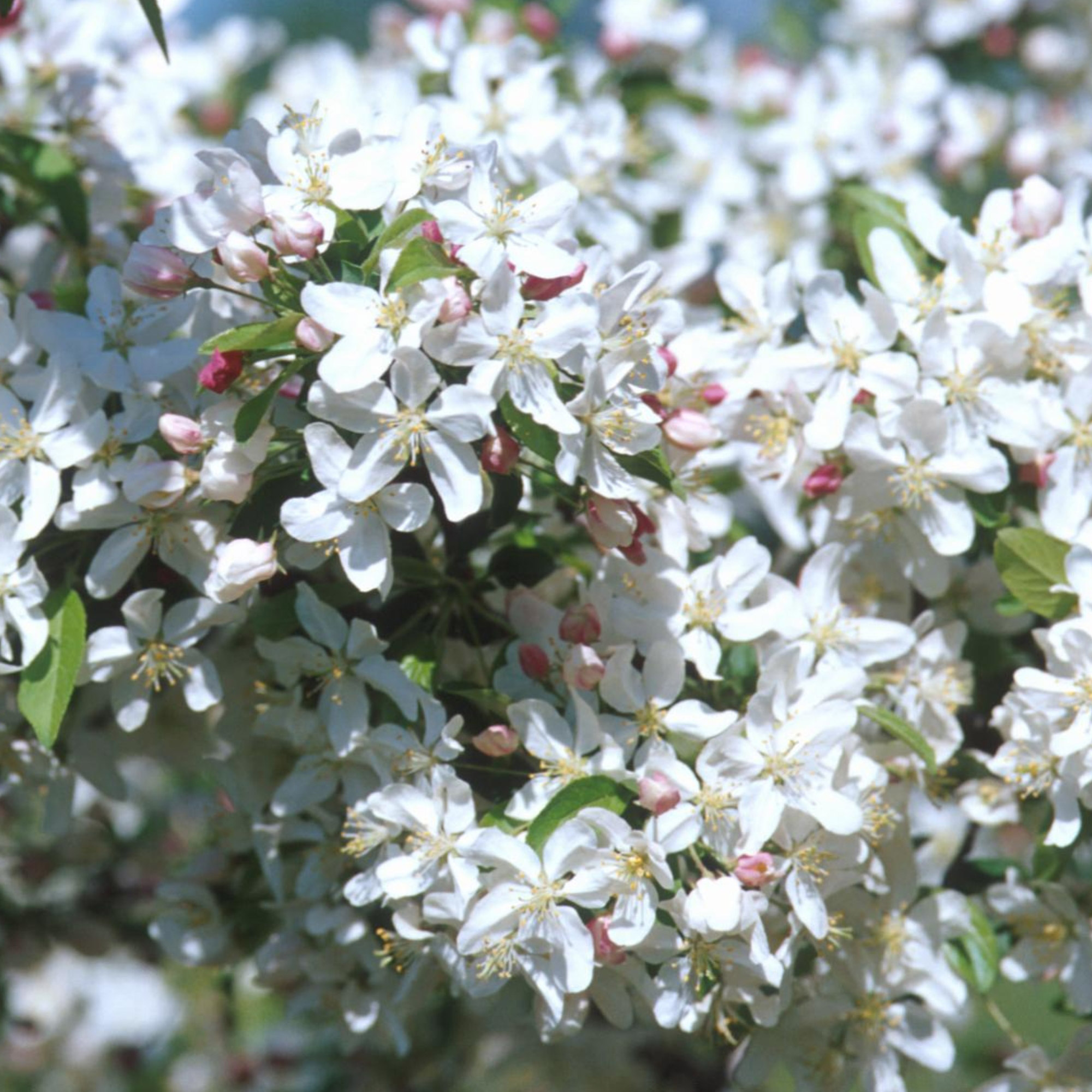 Enlarge Product Preview 4