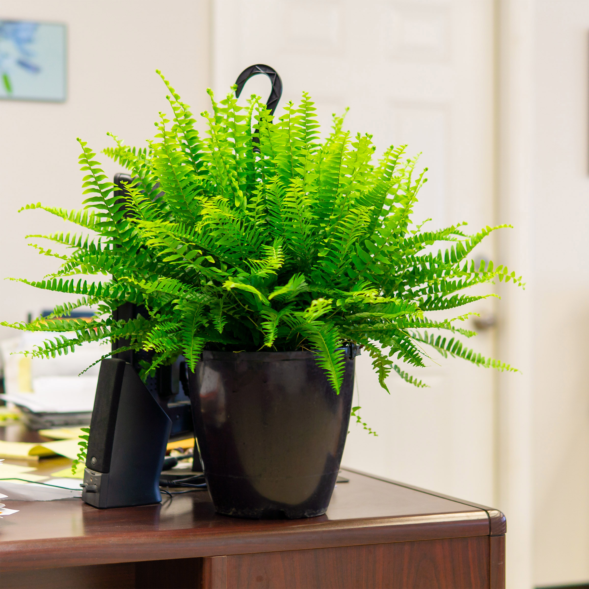 Enlarge Product Preview 2