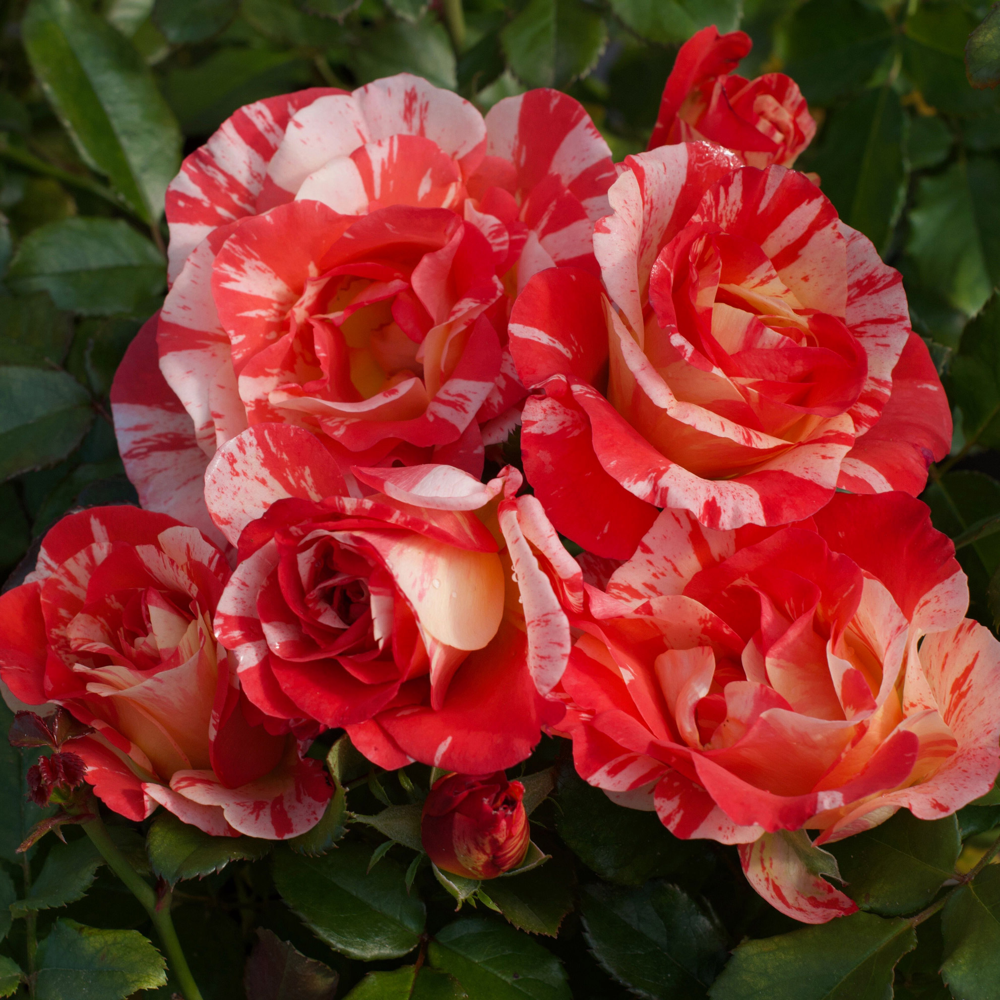 Enlarge Product Preview 4