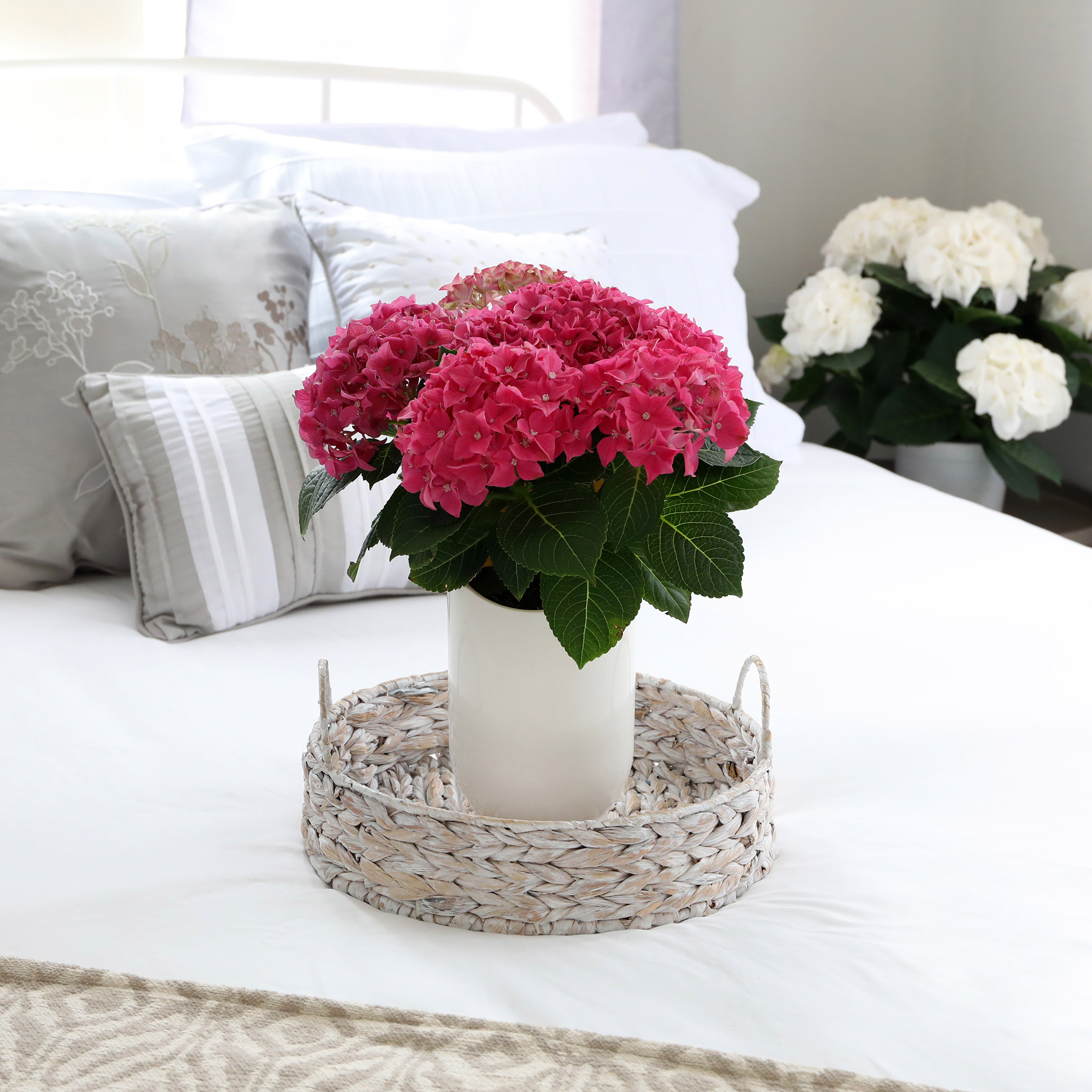 5” Live Hydrangea in White Floramax Pot – Assorted Colors | Costco