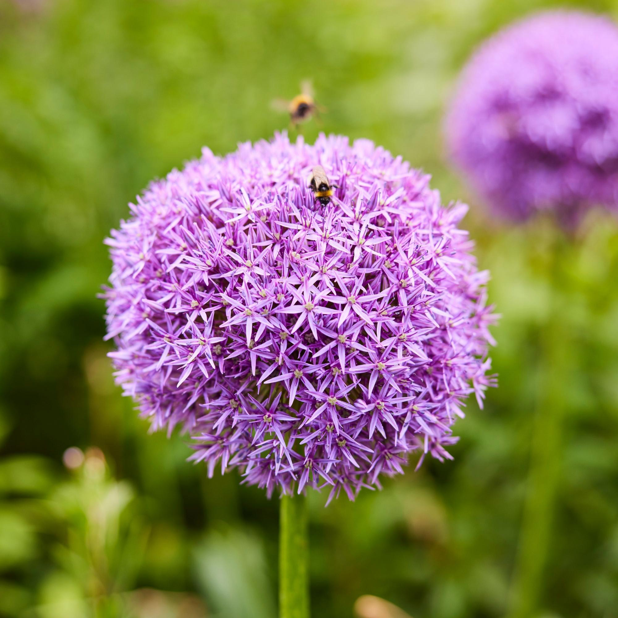 Enlarge Product Preview 2