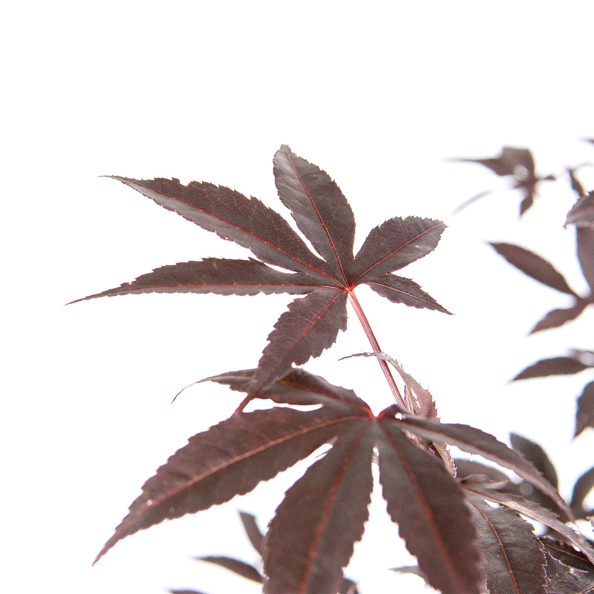 Enlarge Product Preview 3