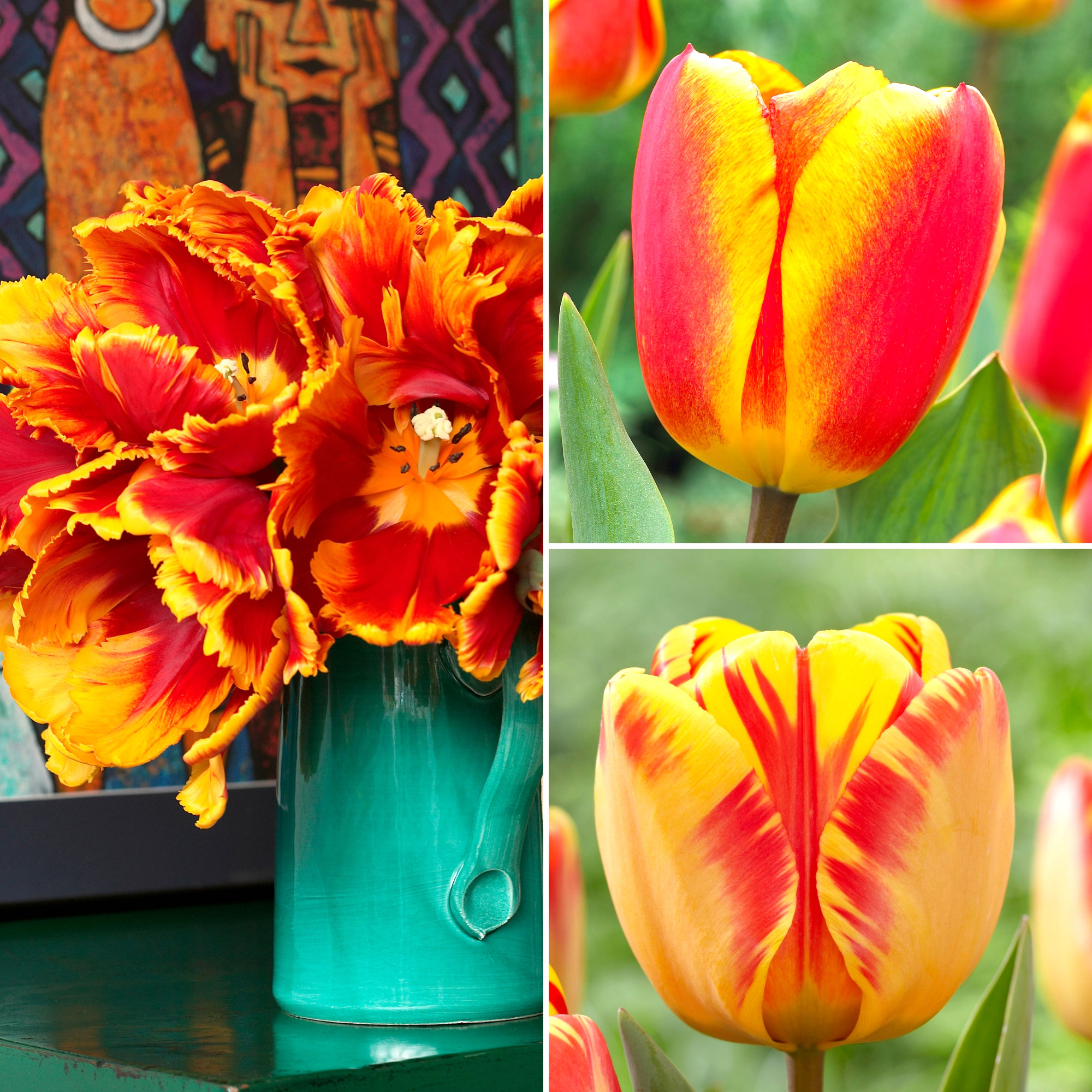 Red and Yellow Tulips | Costco