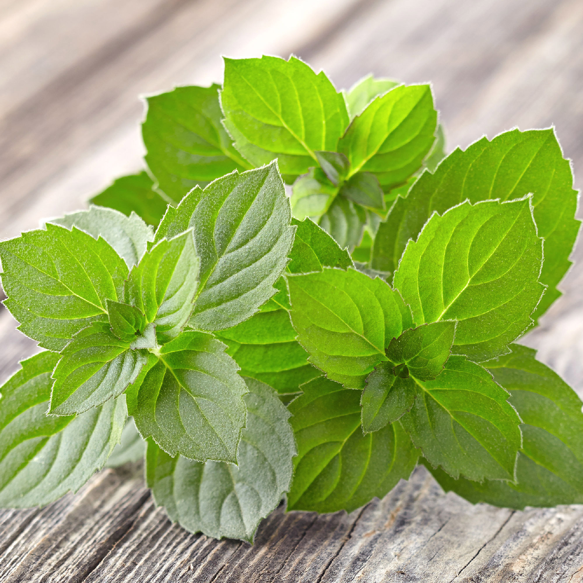 Enlarge Product Preview 3