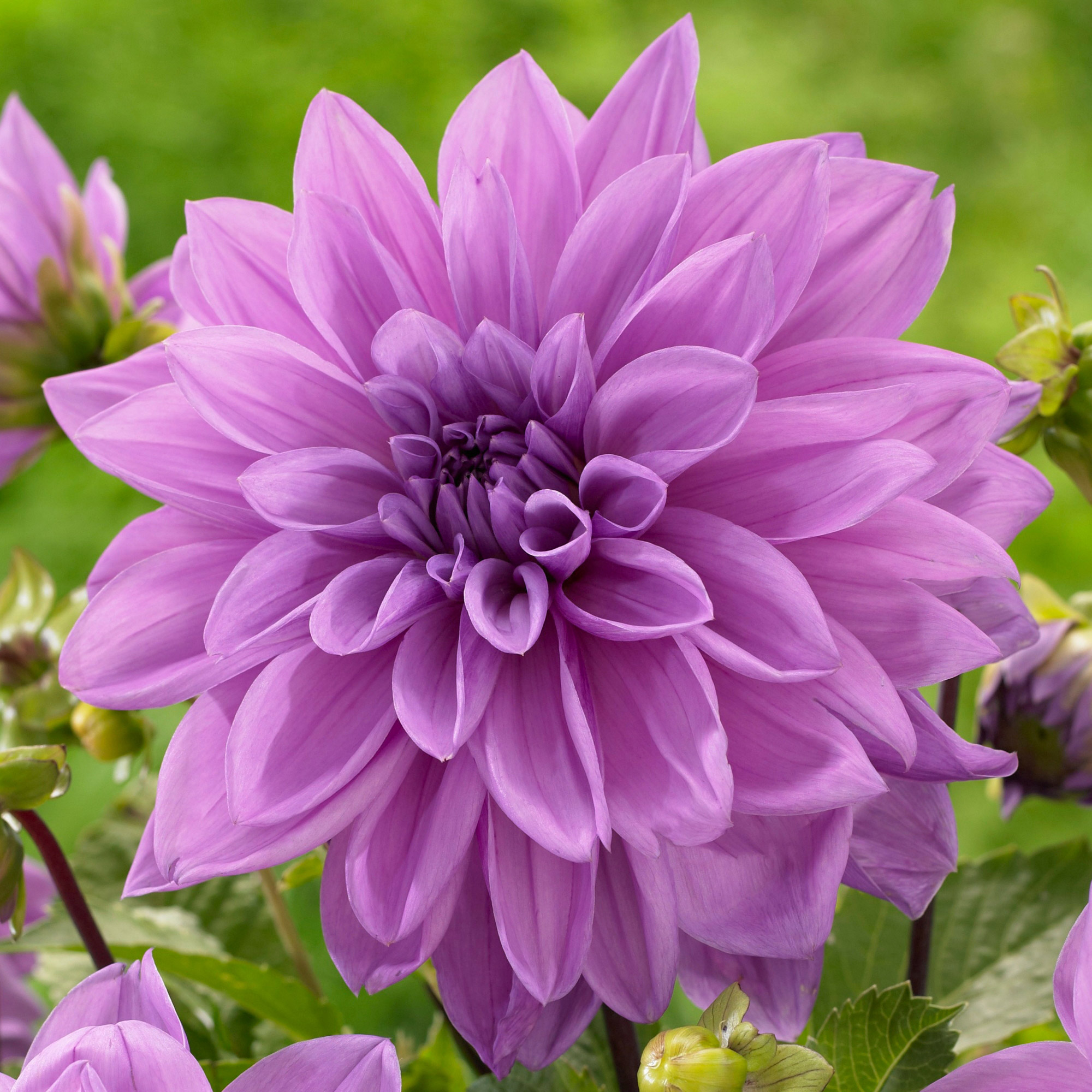 Enlarge Product Preview 3