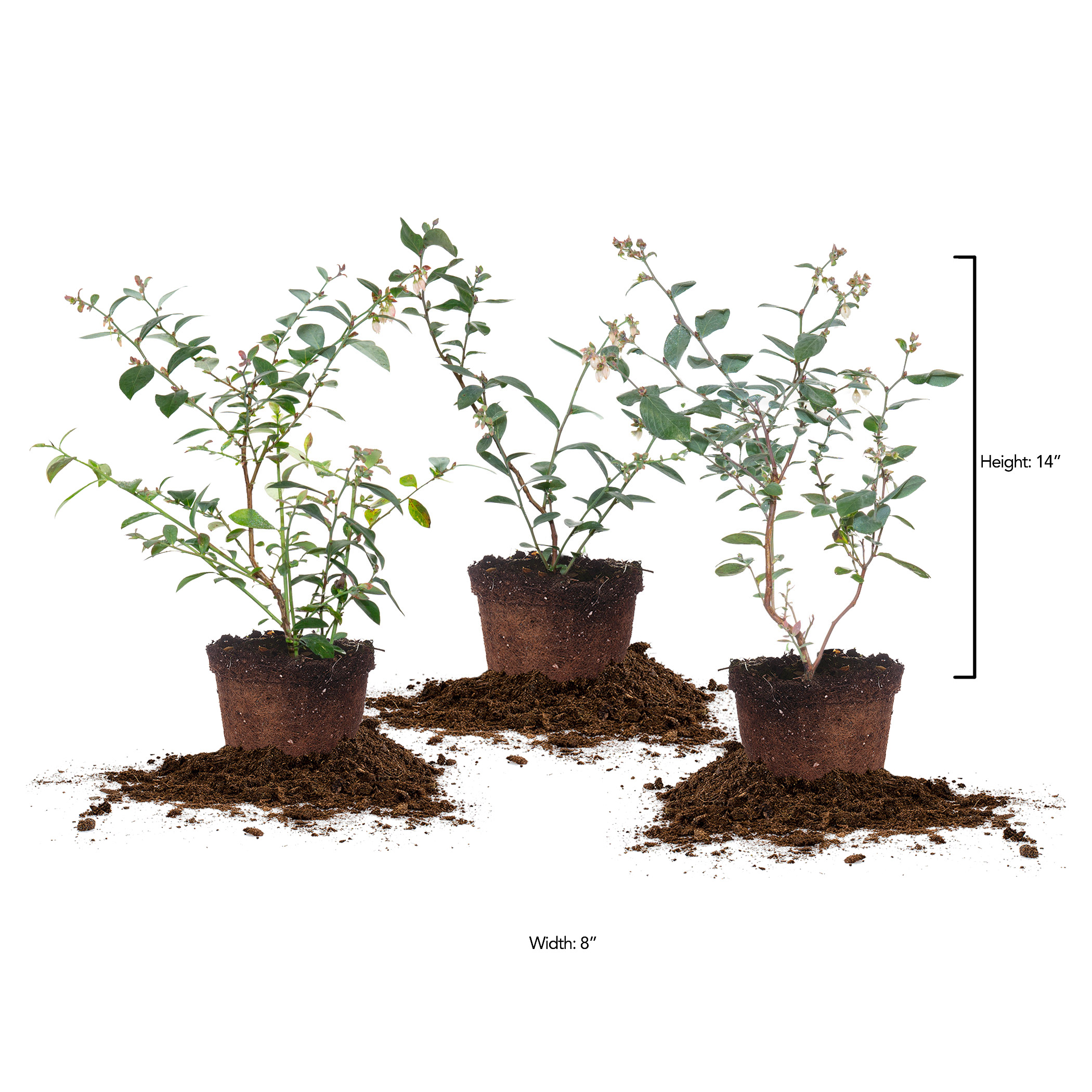 garden plastic planters Seasonal Planter Delivery Subscription main image 0