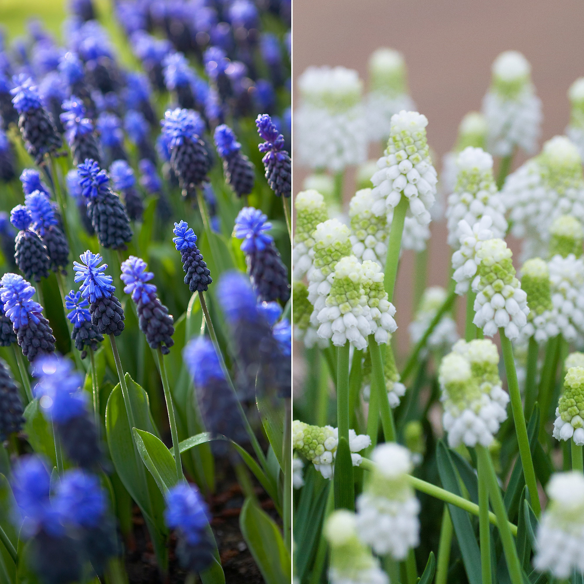 Enlarge Product Preview 3 Automation Job: Item or Product number could not be derived from the asset name.