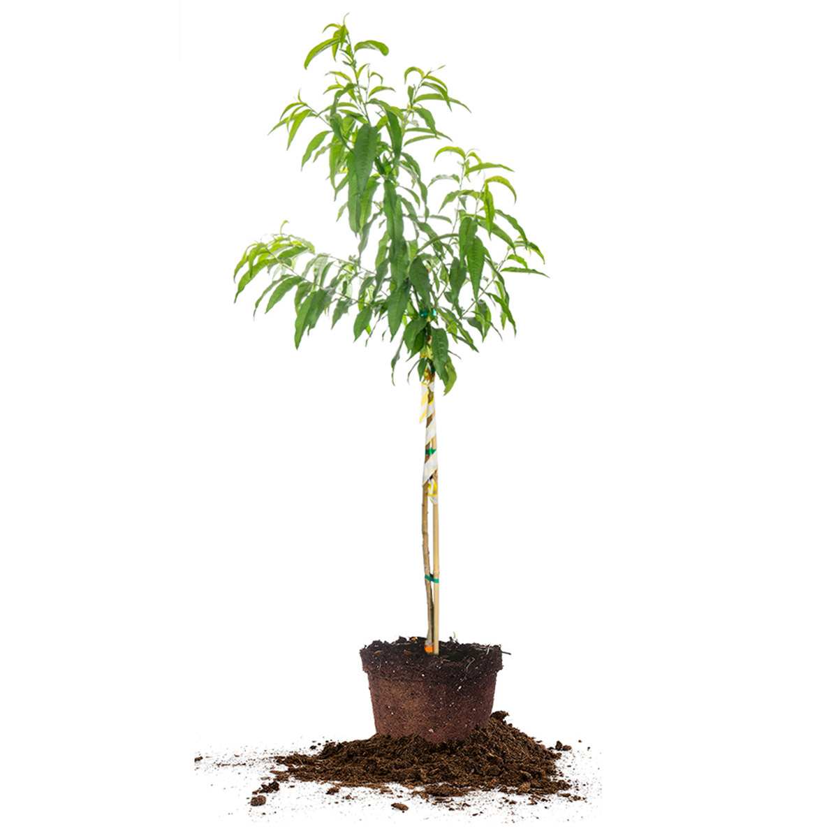 Enlarge Product Preview 5