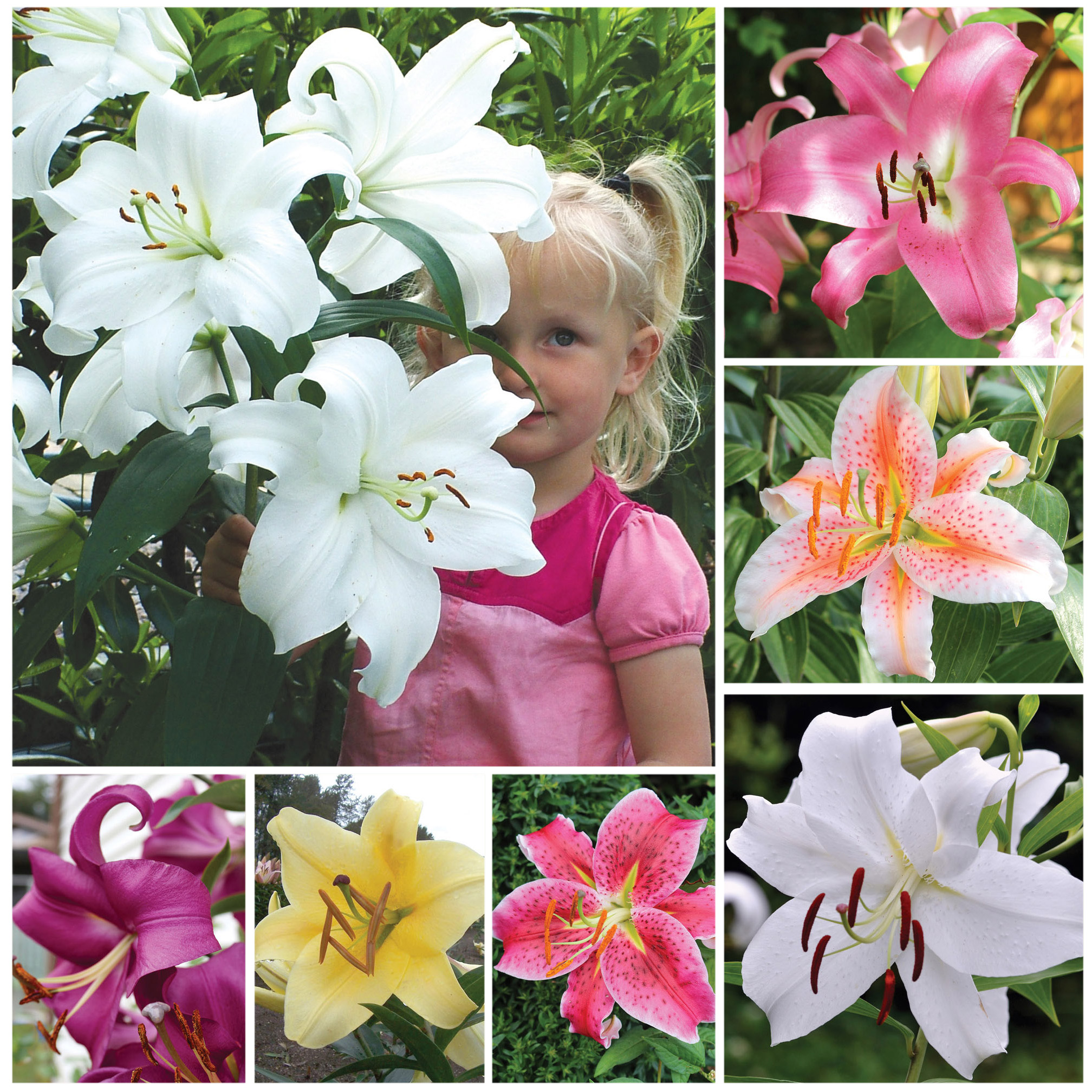Horticana: Giant Fragrant Lilies 