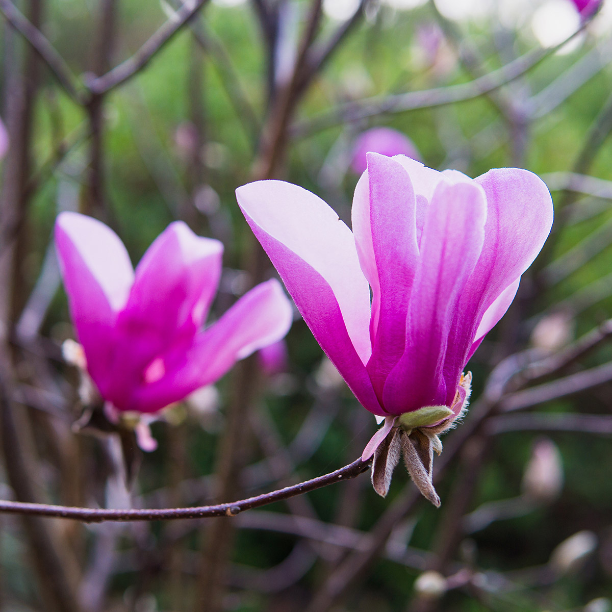 Enlarge Product Preview 6