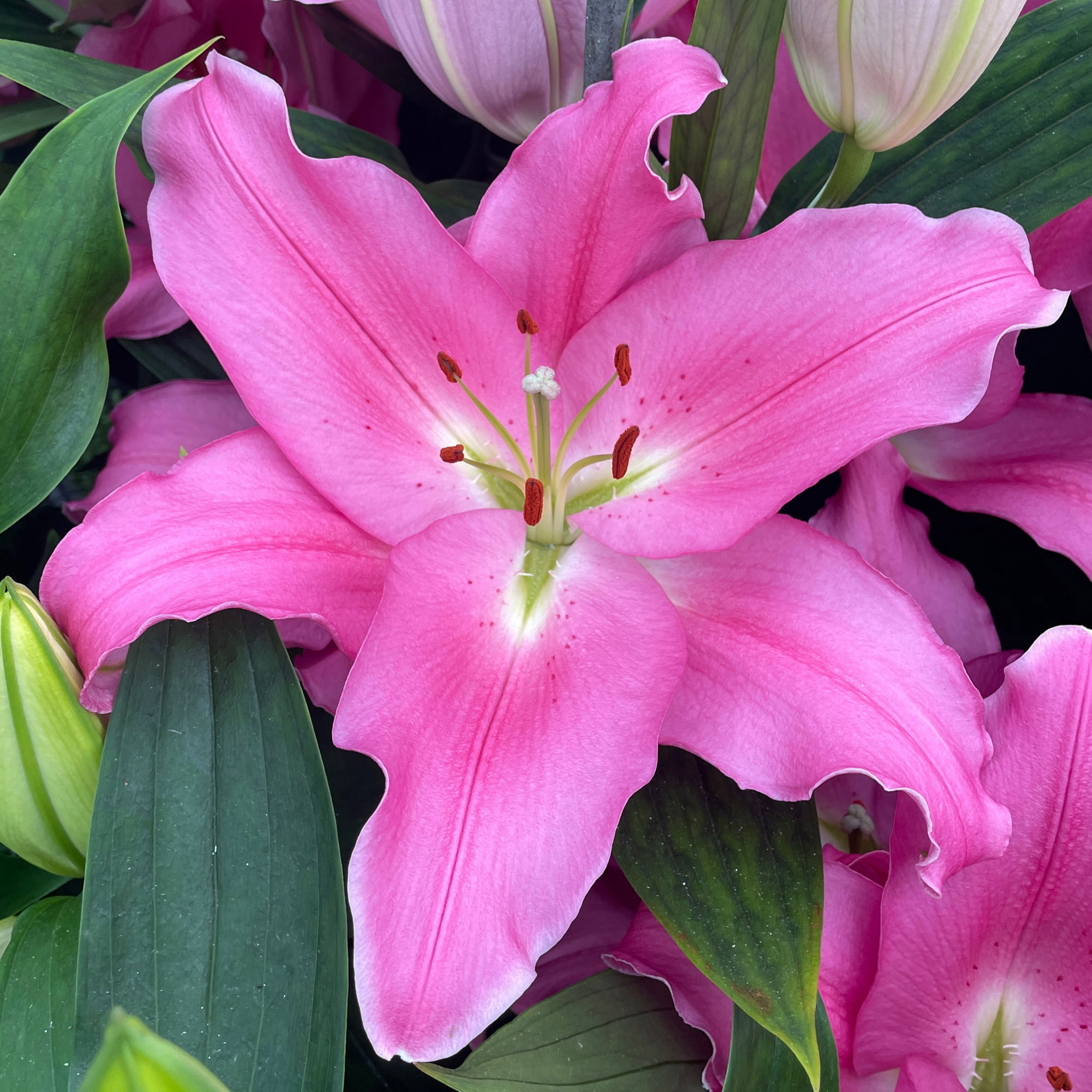 Pre-order Longfield Gardens Sun Loving Collections | Costco