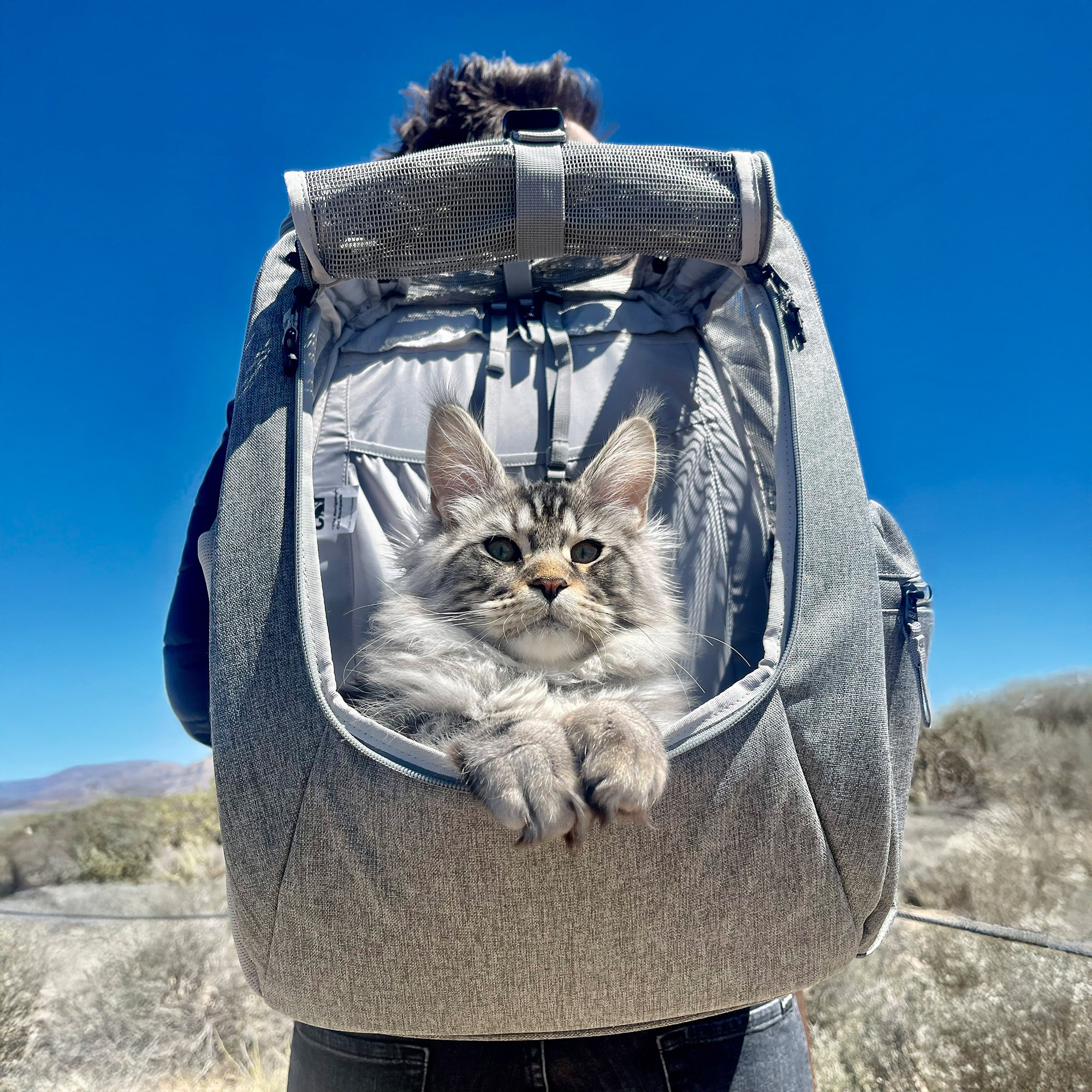 backpack for cats hiking Cat Backpack Hiking PETSFIT WILDPATH Hiking Pet Carrier Backpack –  Waterproof Base For