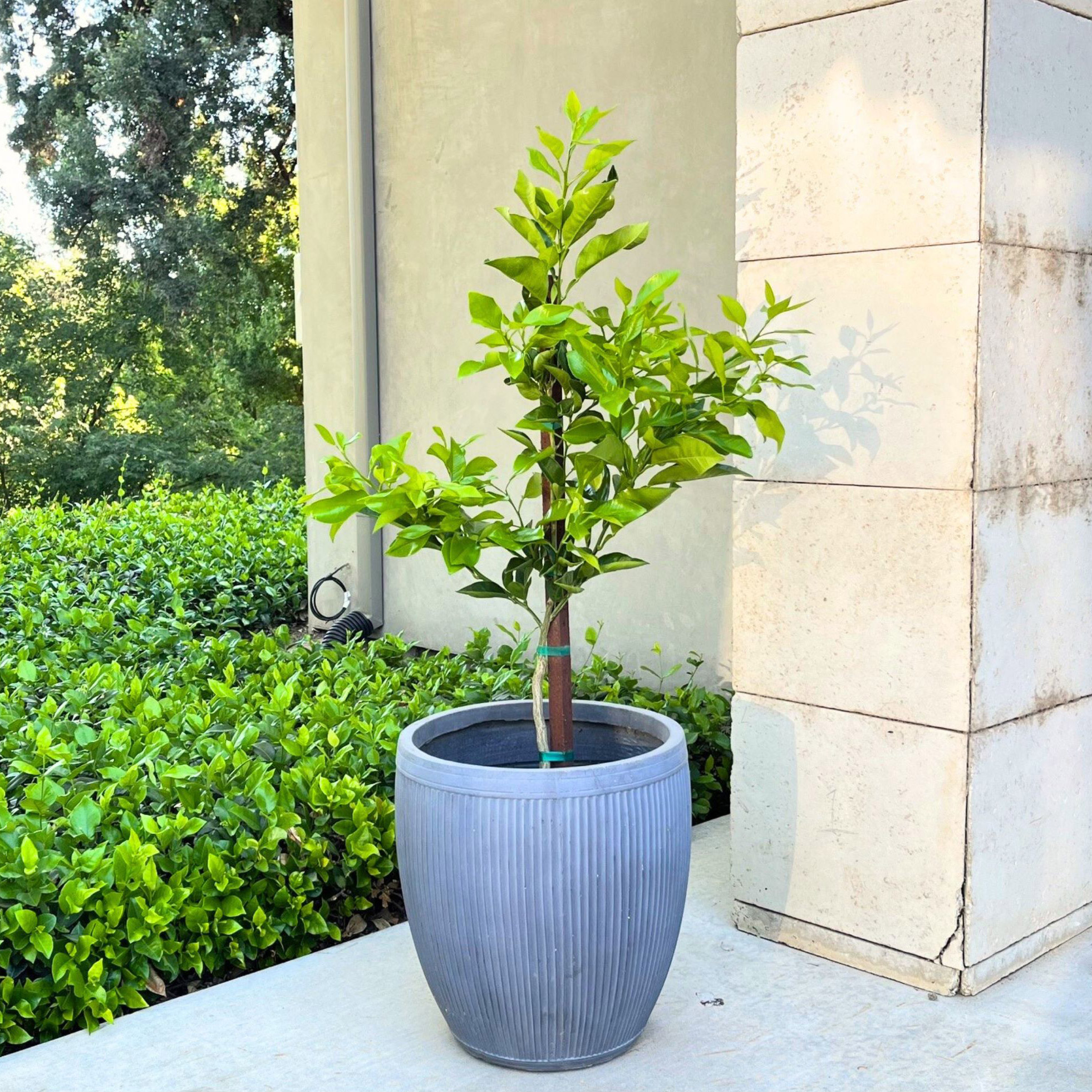 Enlarge Product Preview 4 Successfully Enriched by automation Job.