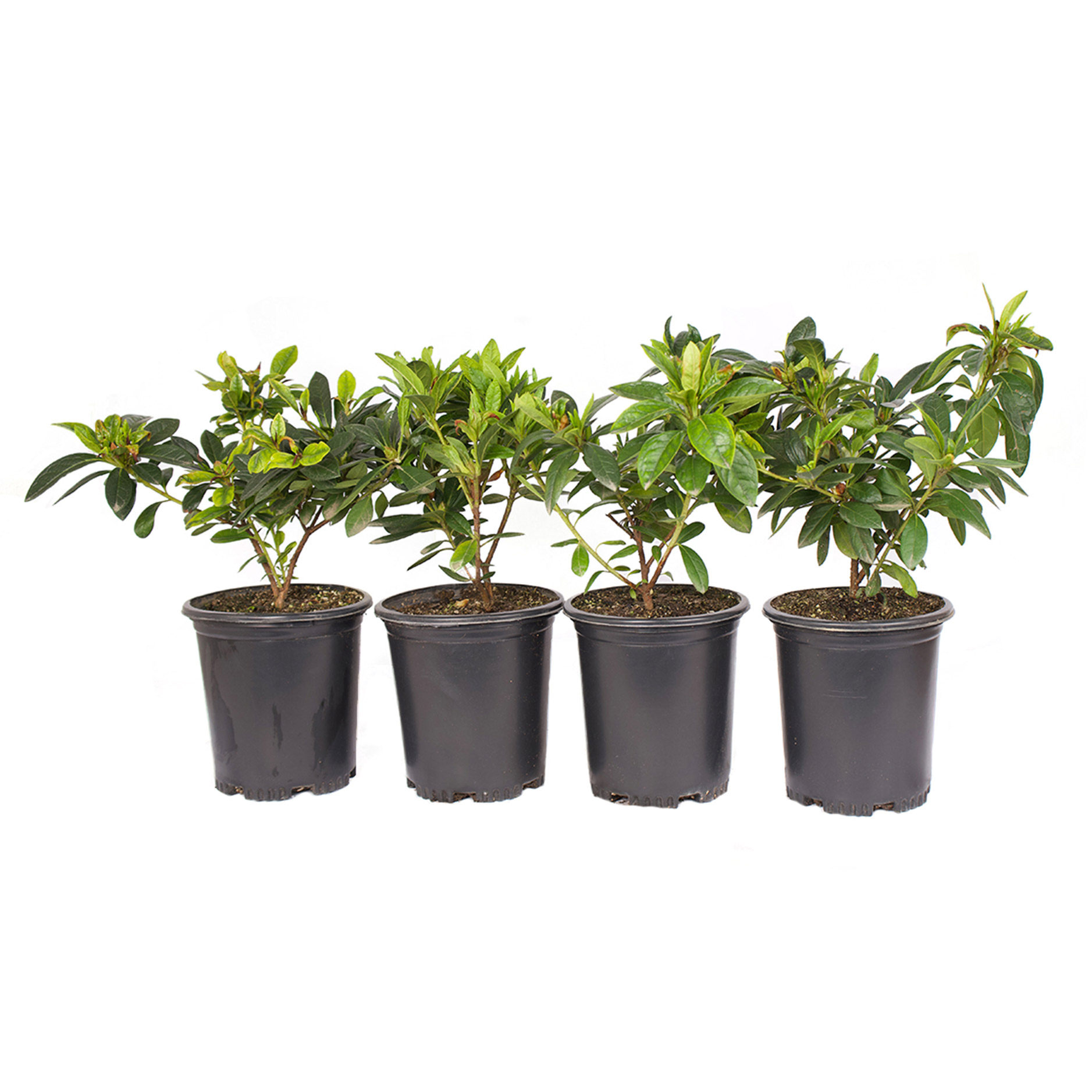 Alder & Oak Azalea #01 Container 4-pack