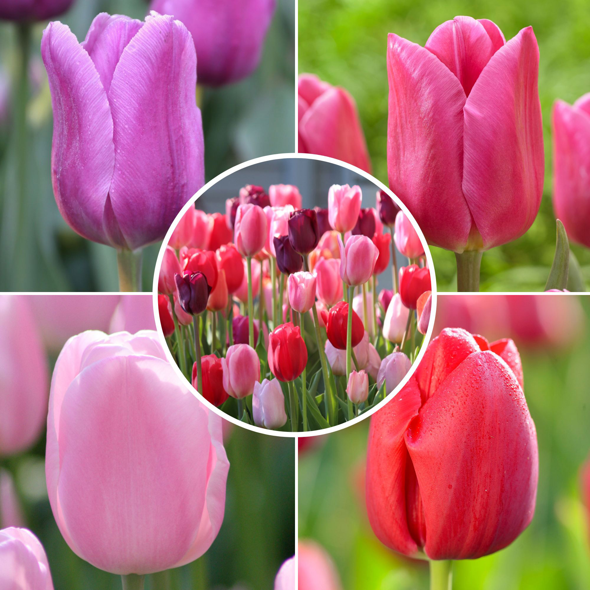 トップス pachman TULIP Tulip series