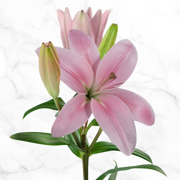 40-stem Asiatic Lilies | Costco 40-stem Asiatic Lilies | Costco